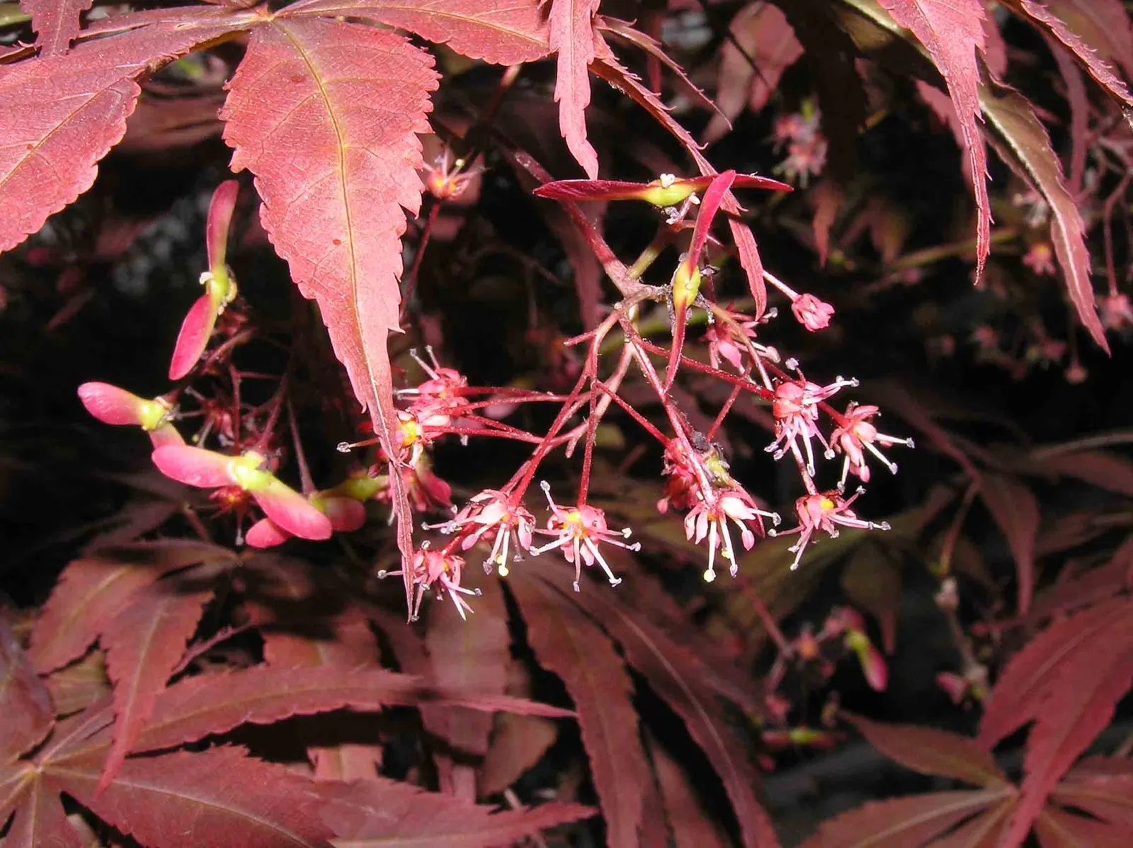 Redleaf Japanese Maple (Acer Palmatum 'Atropurpureum') — prized for its burgundy to purple leaves which add dramatic flair to any garden; the leaves transform