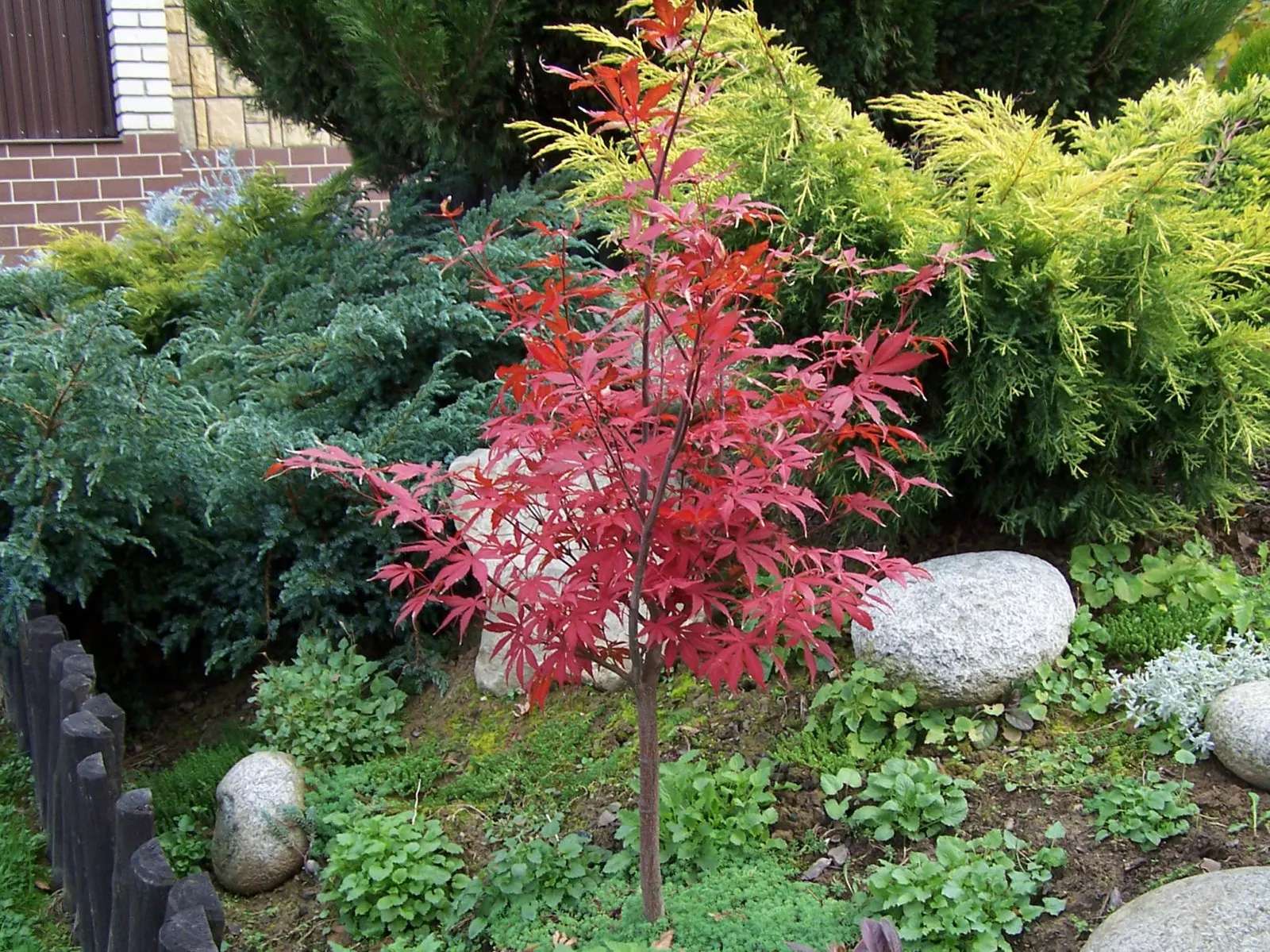 Redleaf Japanese Maple (Acer Palmatum 'Atropurpureum') — ensuring year-round visual interest; which retain their vibrant color throughout the summer months