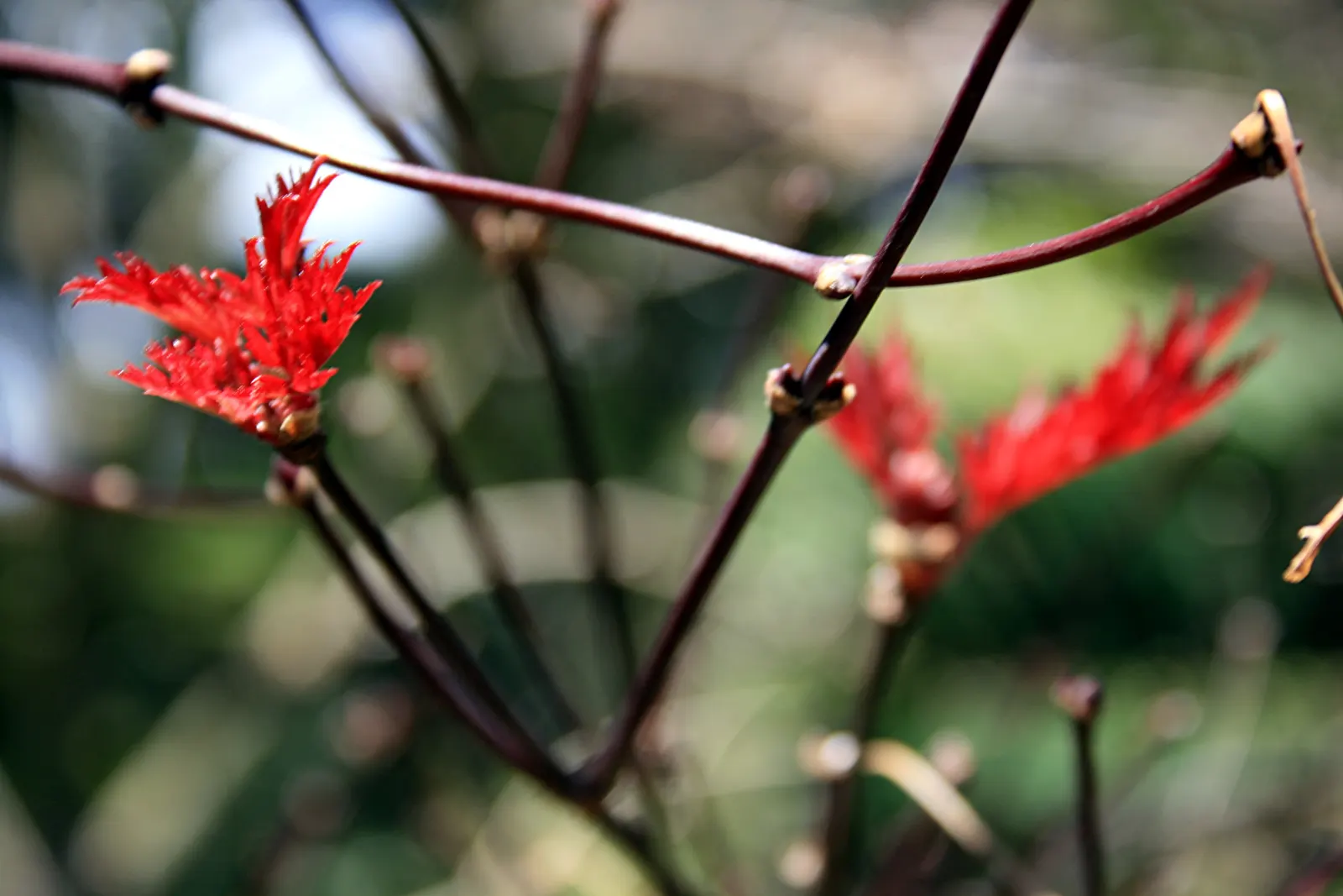 Redleaf Japanese Maple (Acer Palmatum 'Atropurpureum') — allowing room for its elegant; as the seasons transition into fall