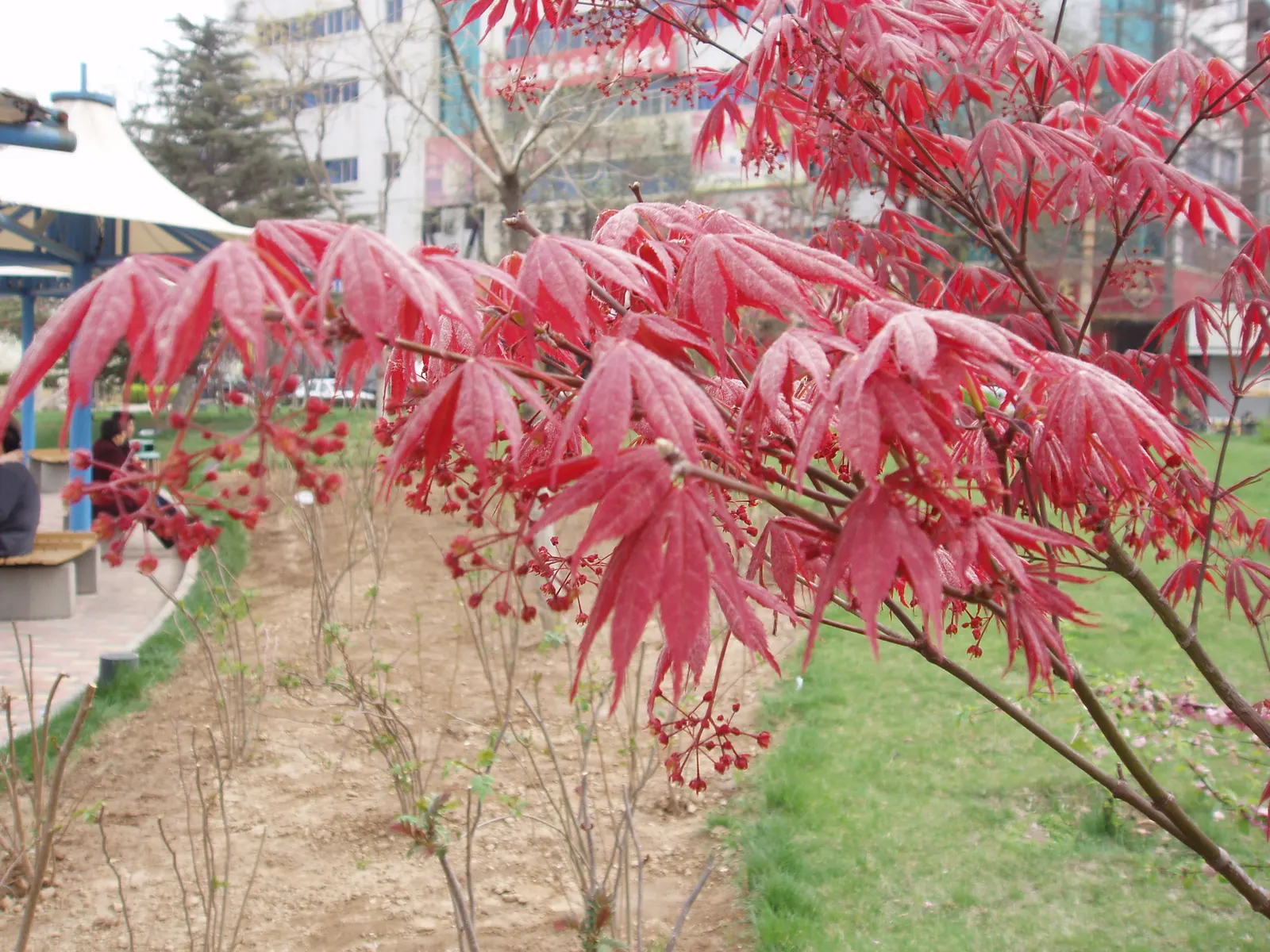 Redleaf Japanese Maple (Acer Palmatum 'Atropurpureum') — Growing to about 15-25 feet in height and spread, it prefers partial to full sun exposure