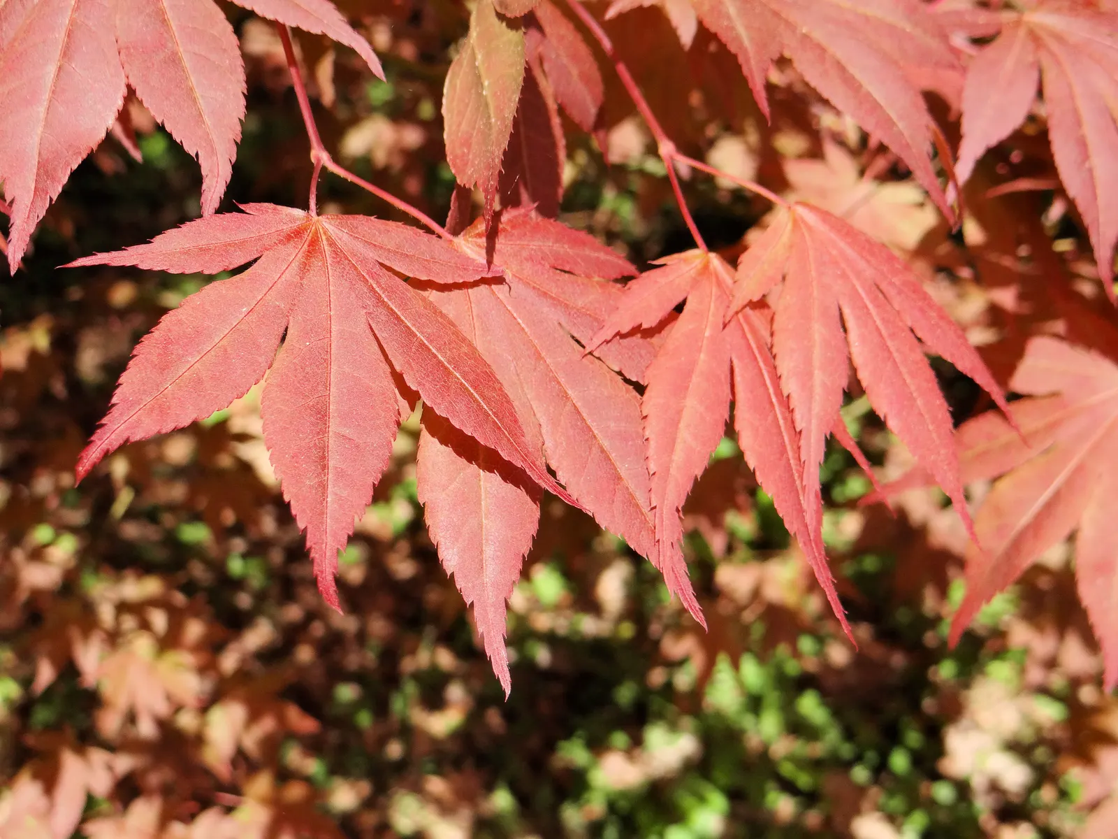 Redleaf Japanese Maple (Acer Palmatum 'Atropurpureum') — which retain their vibrant color throughout the summer months; ensuring year-round visual, image 57