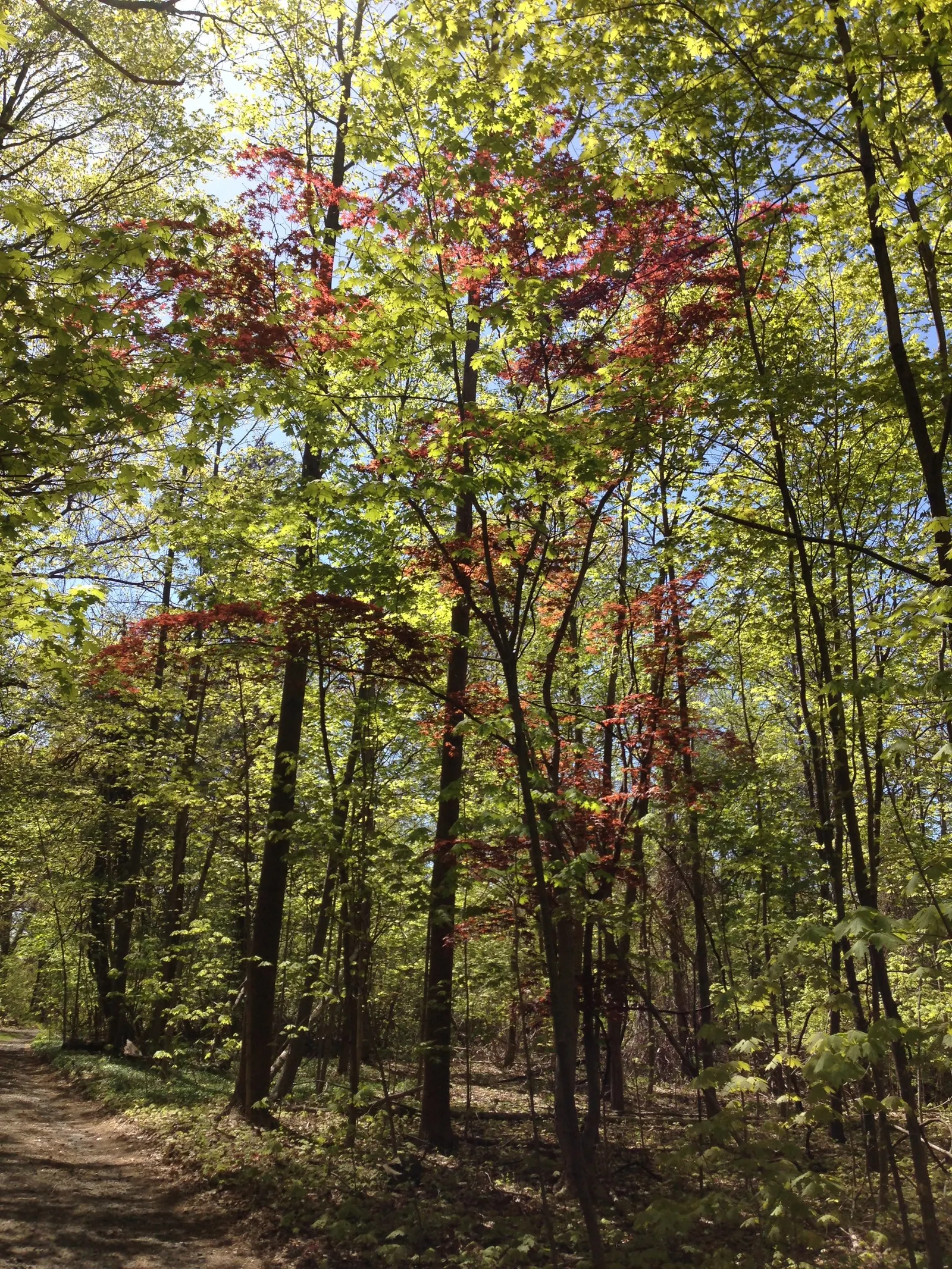 Redleaf Japanese Maple (Acer Palmatum 'Atropurpureum') — Sun exposure should be moderated