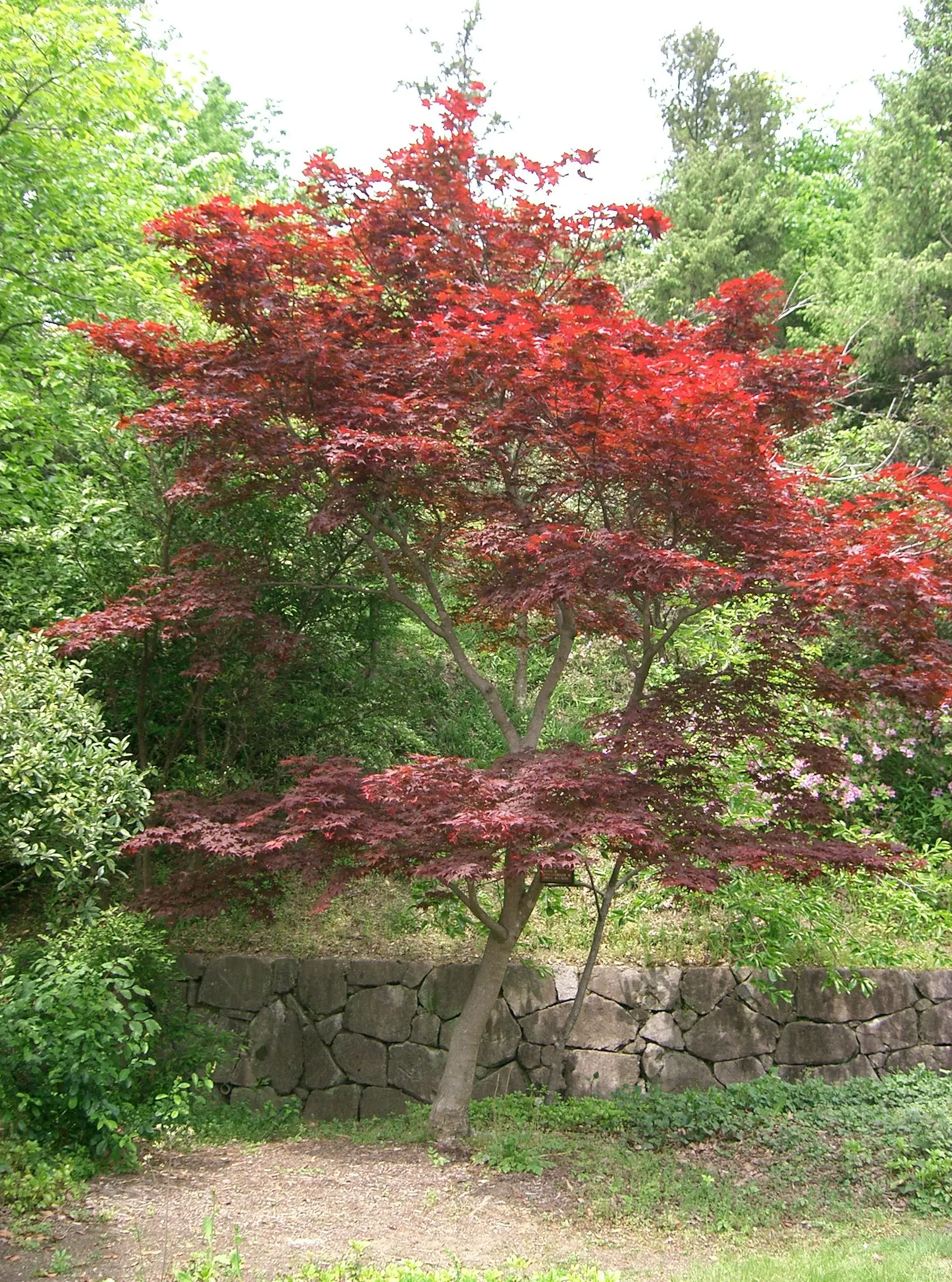 Redleaf Japanese Maple (Acer Palmatum 'Atropurpureum') — Growing to about 15-25 feet in height and spread, it prefers partial to full sun exposure; provide