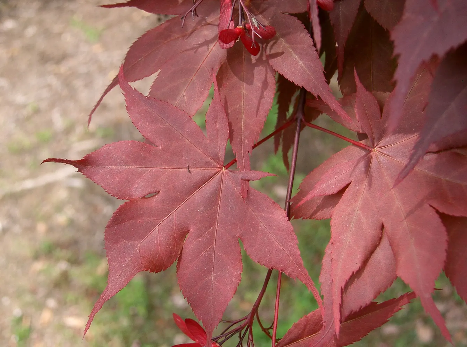 Redleaf Japanese Maple (Acer Palmatum 'Atropurpureum') — This maple thrives in USDA zones 5-8, requiring well-drained soil; the Redleaf Japanese Maple (Acer