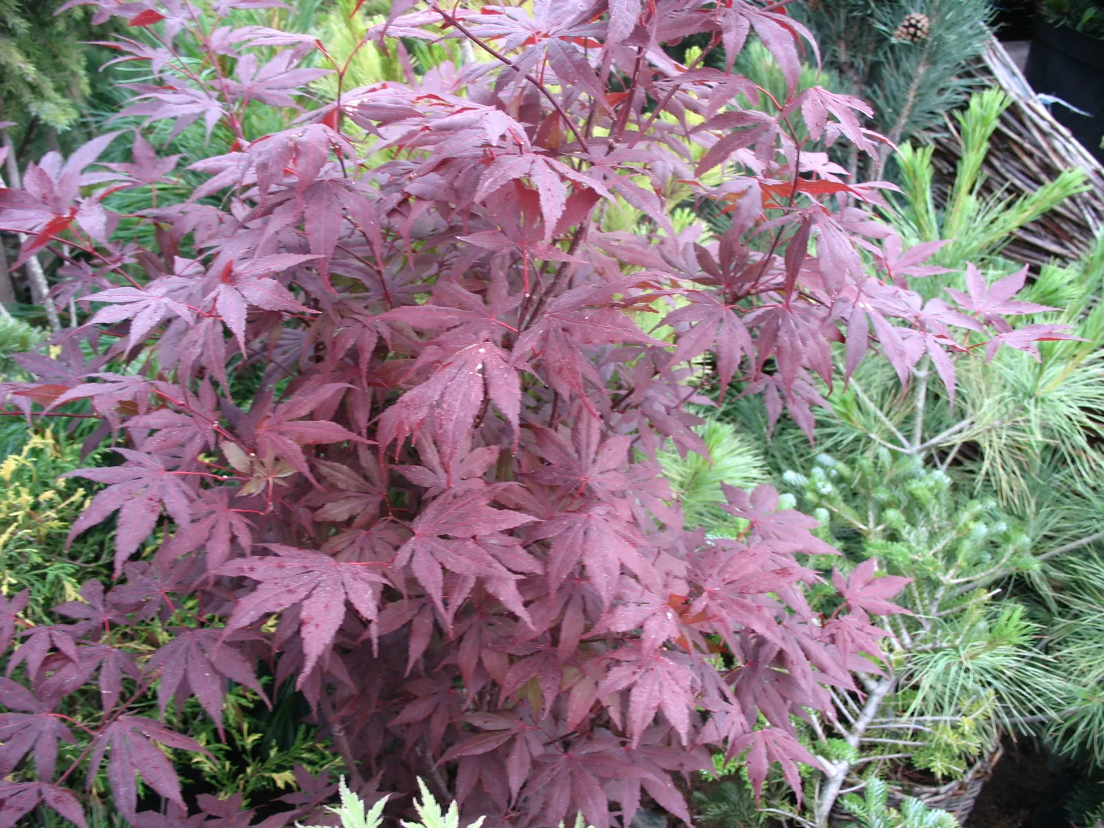 Redleaf Japanese Maple (Acer Palmatum 'Atropurpureum') — which delivers a striking visual impact in any garden design