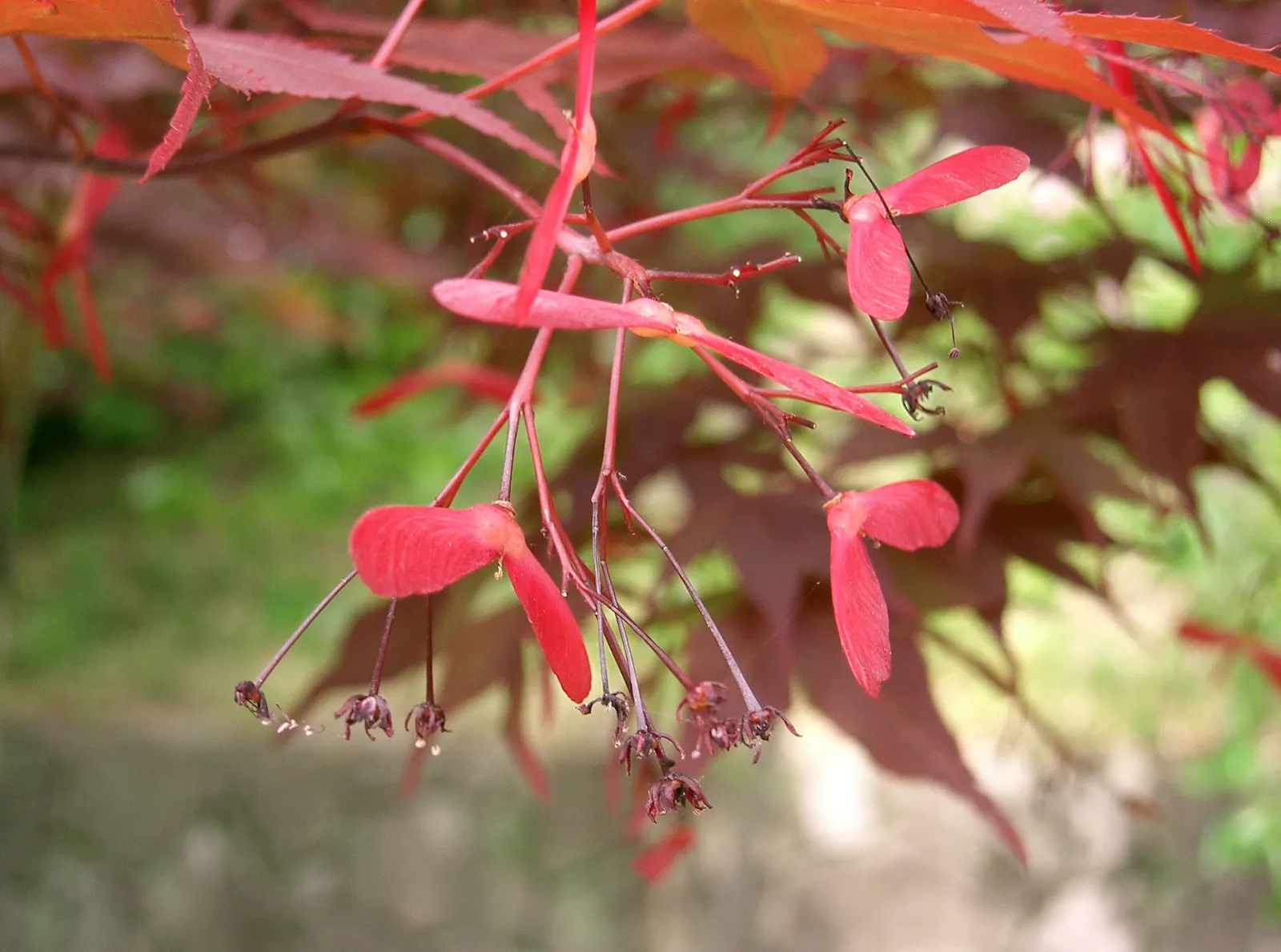 Redleaf Japanese Maple (Acer Palmatum 'Atropurpureum') — As the seasons transition into fall; allowing room for its elegant
