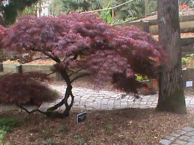 Redleaf Japanese Maple (Acer Palmatum 'Atropurpureum') — typically reaches an impressive height of 15 to 25 feet with a similar spread