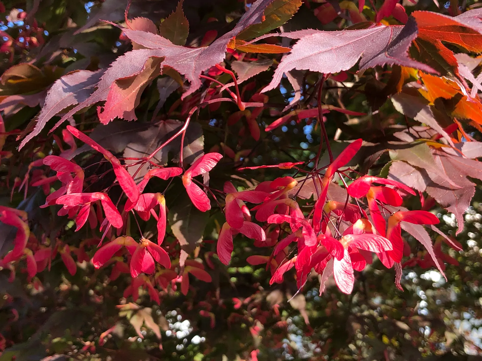 Redleaf Japanese Maple (Acer Palmatum 'Atropurpureum') — As the seasons transition into fall