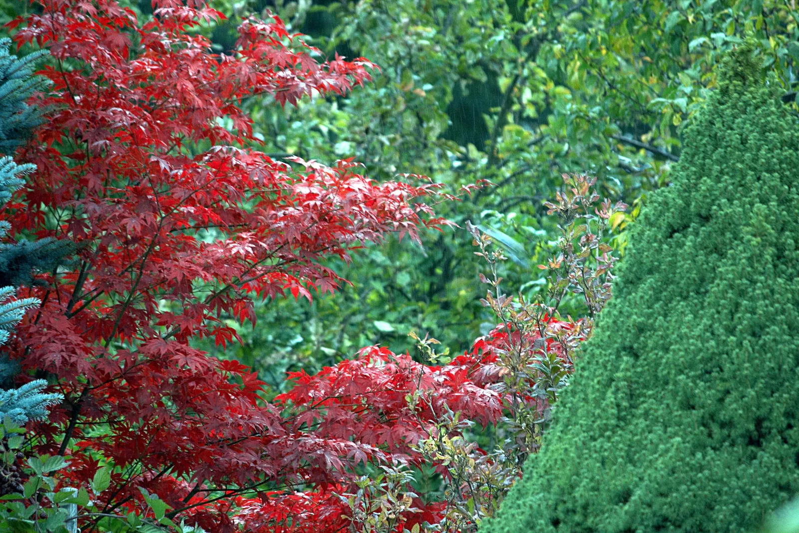 Redleaf Japanese Maple (Acer Palmatum 'Atropurpureum') — which retain their vibrant color throughout the summer months
