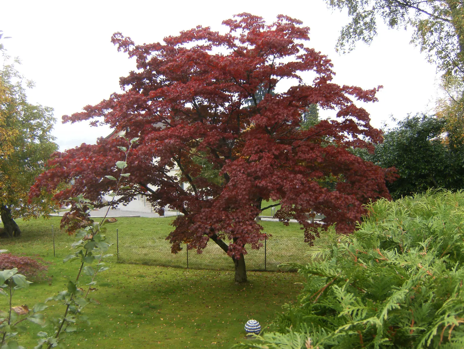 Redleaf Japanese Maple (Acer Palmatum 'Atropurpureum') — The Redleaf Japanese Maple (Acer palmatum 'Atropurpureum') is a deciduous ornamental tree