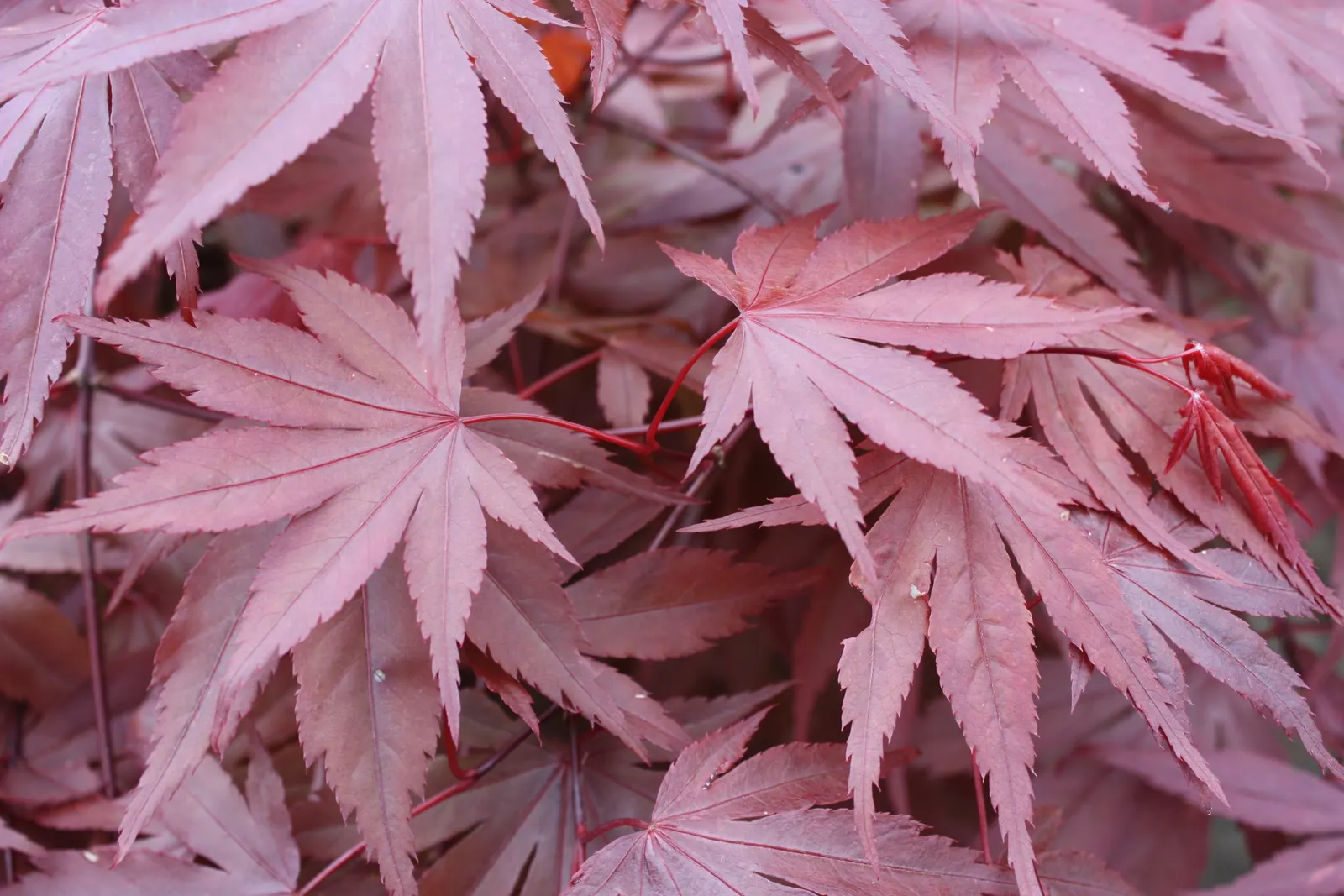 Redleaf Japanese Maple (Acer Palmatum 'Atropurpureum') — prized for its burgundy to purple leaves which add dramatic flair to any garden
