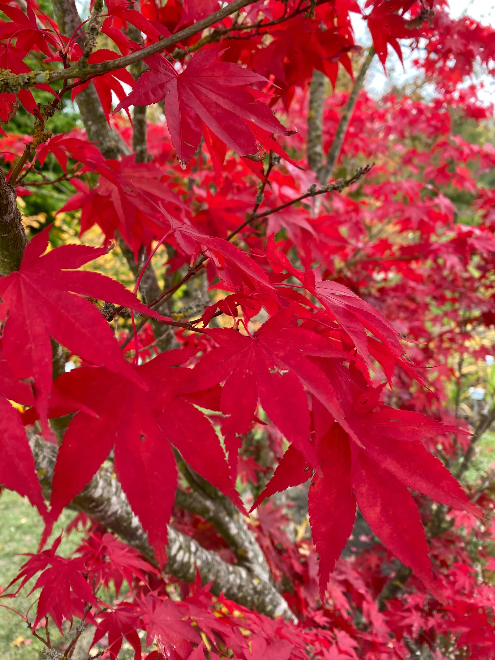 Redleaf Japanese Maple (Acer Palmatum 'Atropurpureum') — the Redleaf Japanese Maple unfurls its purple-red leaves; which delivers a striking visual, image 56