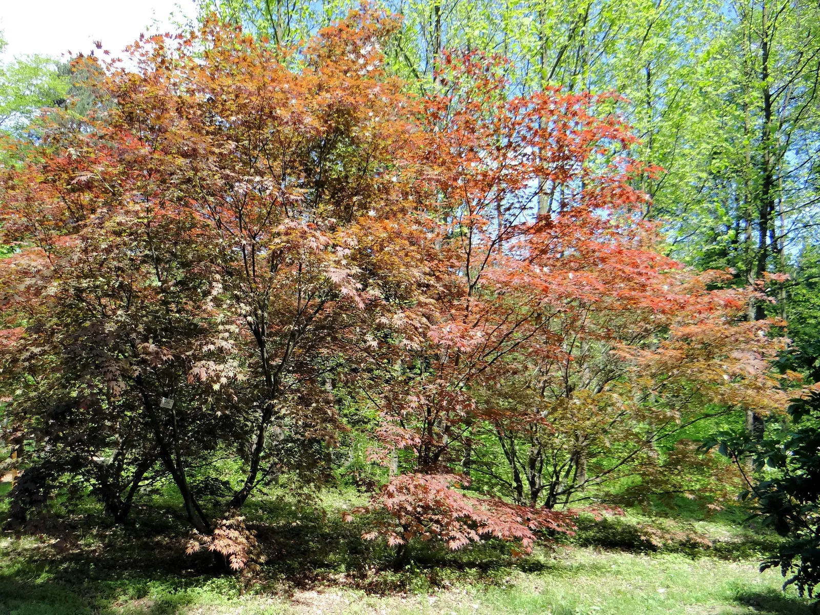 Redleaf Japanese Maple (Acer Palmatum 'Atropurpureum') — making it an ideal focal point or accent in residential landscapes.<br><br>In spring, image 55