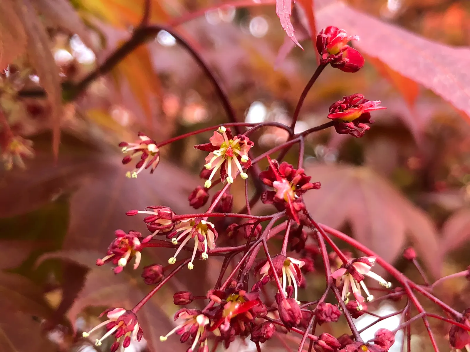 Redleaf Japanese Maple (Acer Palmatum 'Atropurpureum') — making it an ideal focal point or accent in residential landscapes.<br><br>In spring
