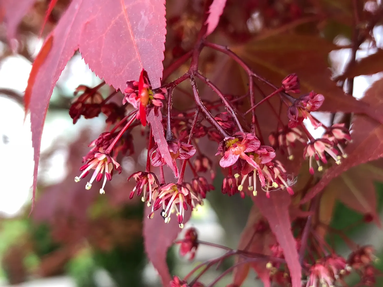 Redleaf Japanese Maple (Acer Palmatum 'Atropurpureum') — ensuring year-round visual interest