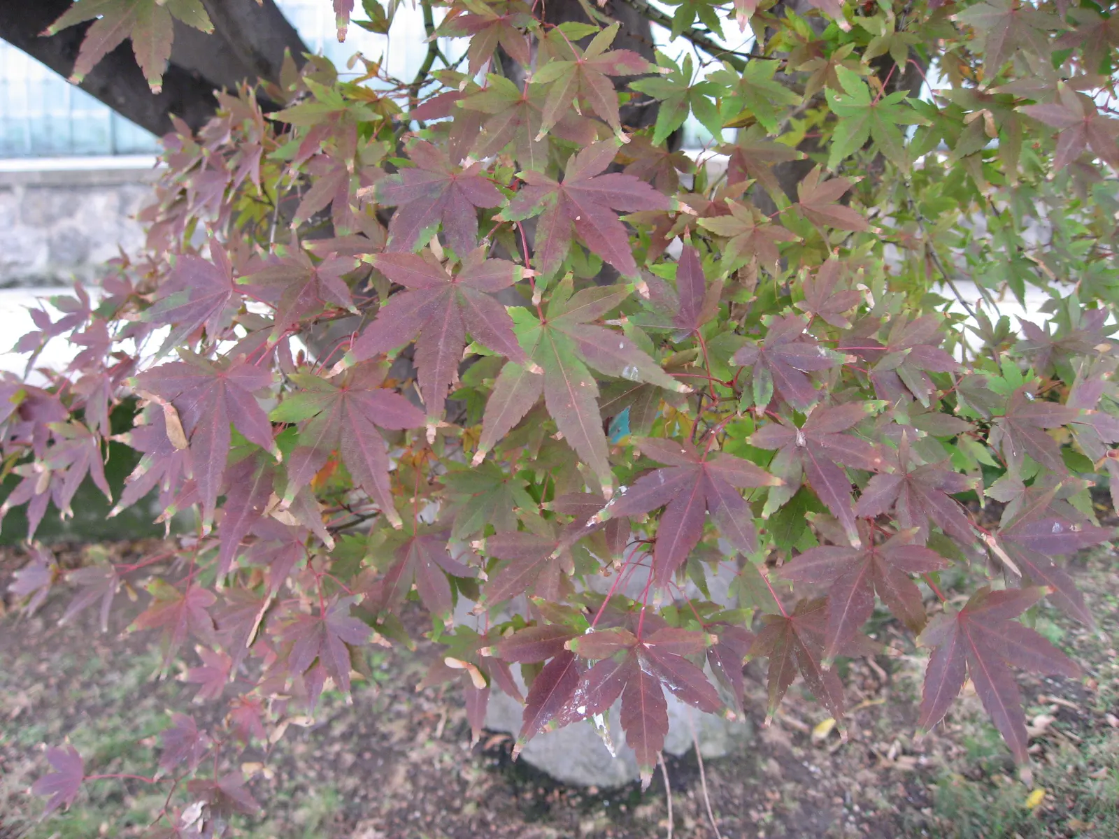 Redleaf Japanese Maple (Acer Palmatum 'Atropurpureum') — while too much shade can diminish leaf color