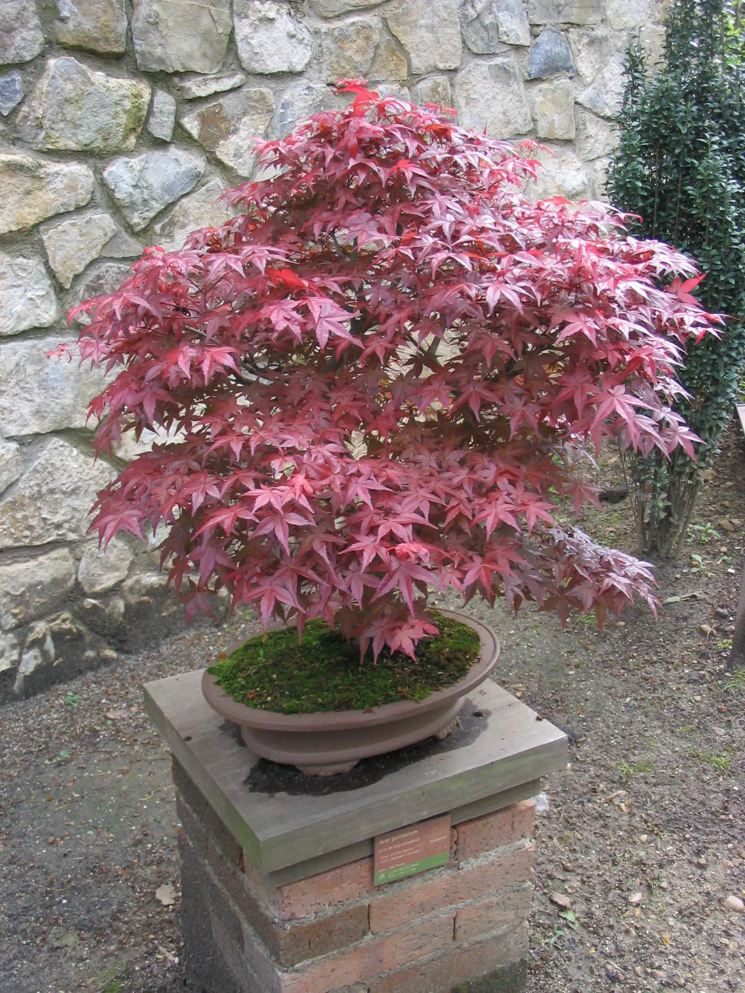 Redleaf Japanese Maple (Acer Palmatum 'Atropurpureum') — as too much direct sunlight can scorch the delicate leaves; as this maple's natural form is often most