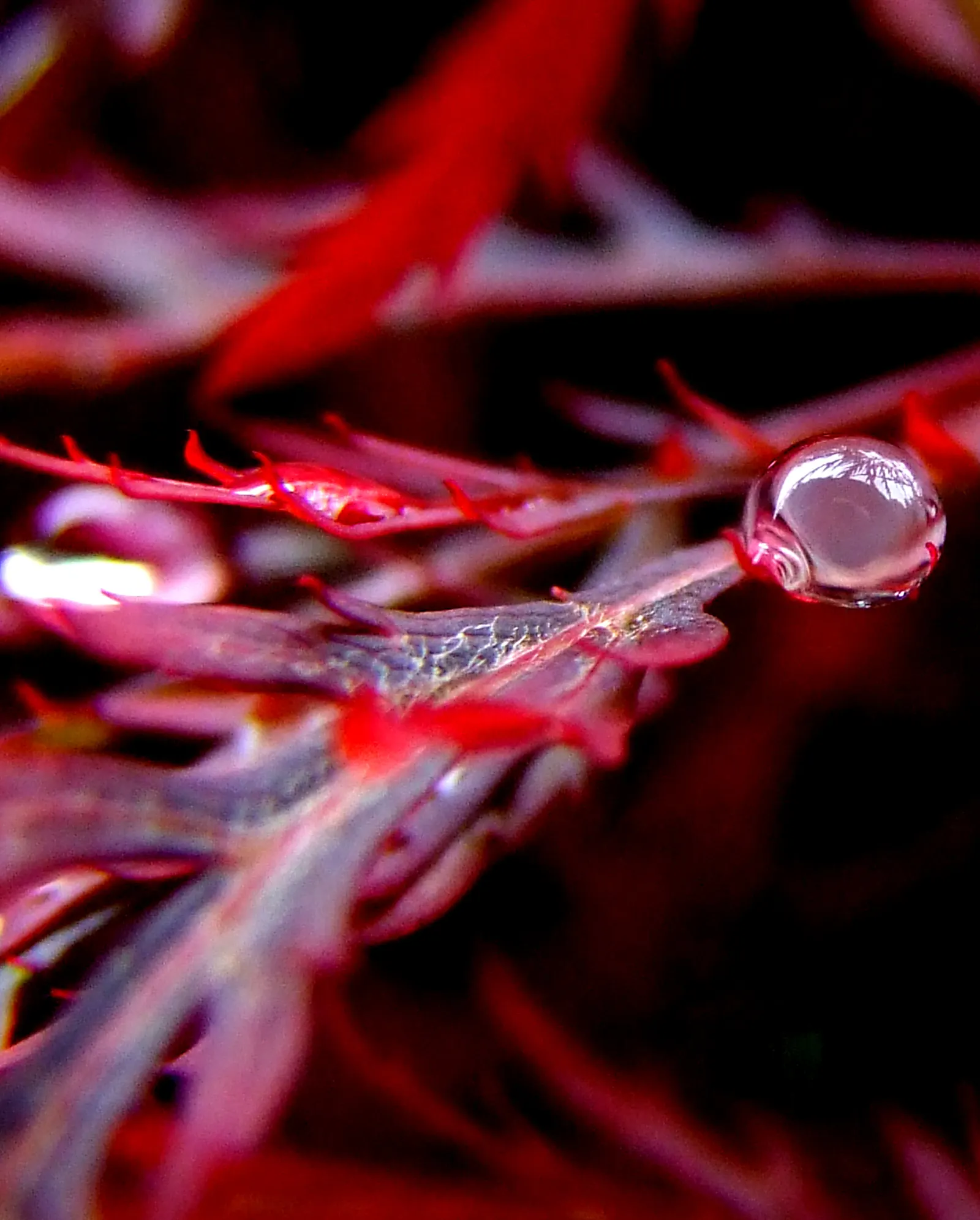 Redleaf Japanese Maple (Acer Palmatum 'Atropurpureum') — which retain their vibrant color throughout the summer months; ensuring year-round visual interest