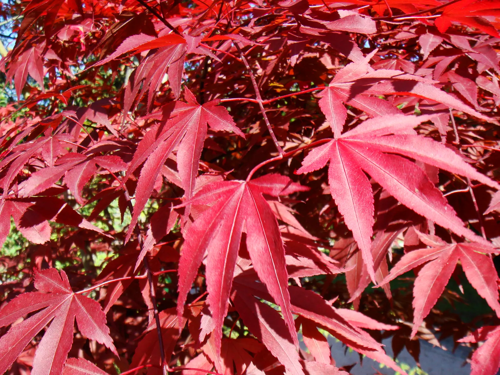 Redleaf Japanese Maple (Acer Palmatum 'Atropurpureum') — the leaves transform into a breathtaking array of fiery reds; prized for its burgundy to purple leaves