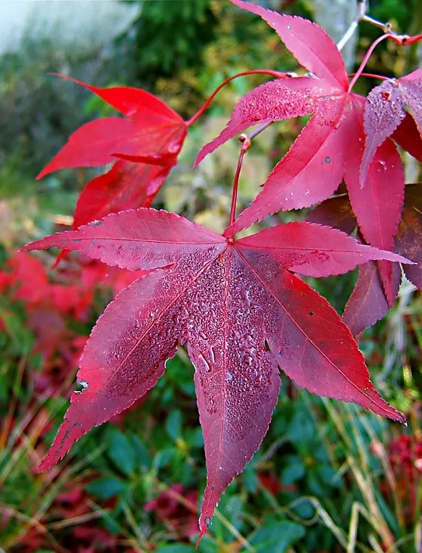 Redleaf Japanese Maple (Acer Palmatum 'Atropurpureum') — tree for half or shade