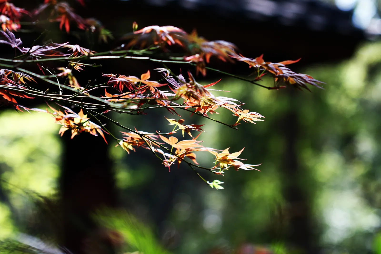 Redleaf Japanese Maple (Acer Palmatum 'Atropurpureum') — which delivers a striking visual impact in any garden design; the Redleaf Japanese Maple, image 53