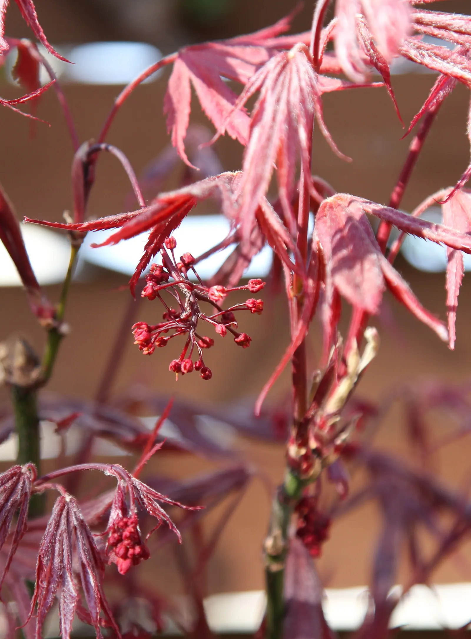 Redleaf Japanese Maple (Acer Palmatum 'Atropurpureum') — allowing room for its elegant