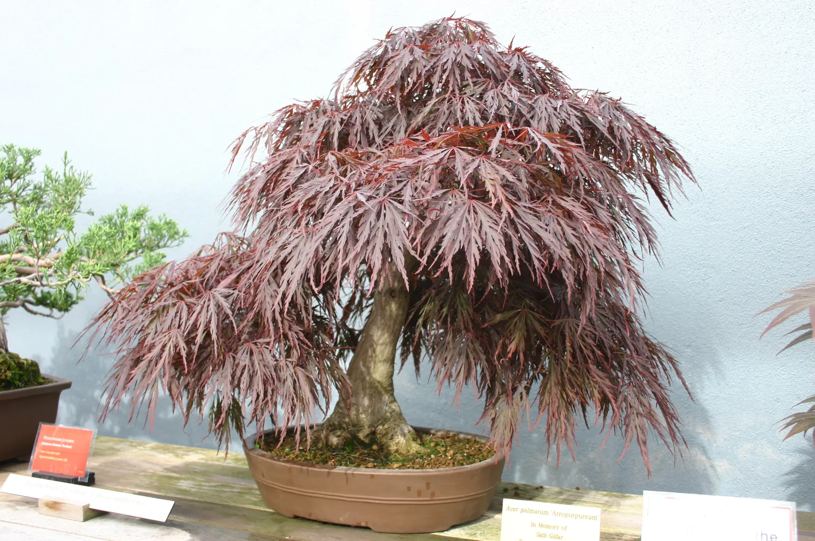Redleaf Japanese Maple (Acer Palmatum 'Atropurpureum') — Sun exposure should be moderated; this maple variety flourishes in USDA Hardiness Zones 5 through 8