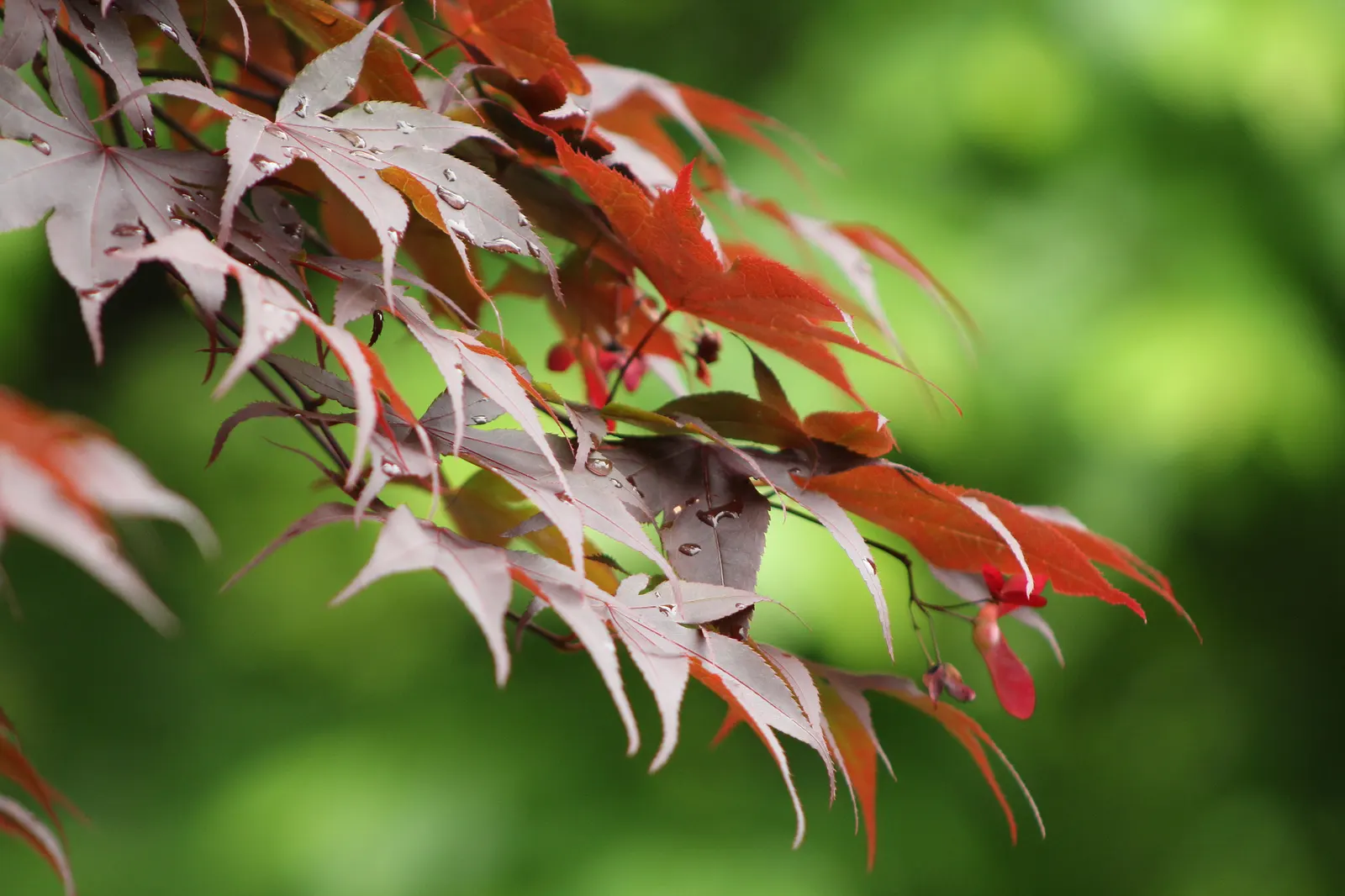 Redleaf Japanese Maple (Acer Palmatum 'Atropurpureum') — This maple thrives in USDA zones 5-8, requiring well-drained soil; the Redleaf Japanese, image 52