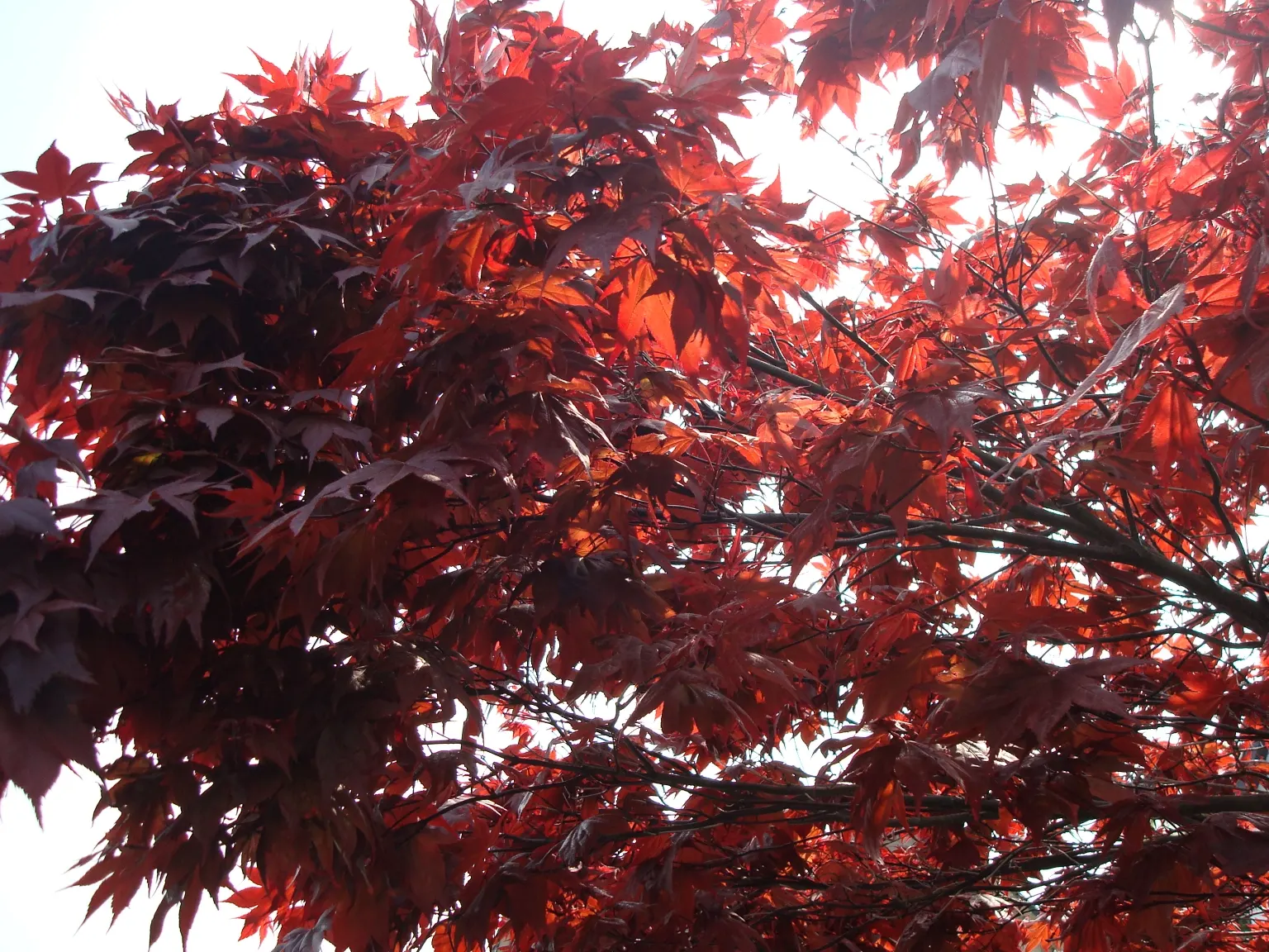 Redleaf Japanese Maple (Acer Palmatum 'Atropurpureum') — Growing to about 15-25 feet in height and spread, it prefers partial to full sun exposure, image 51