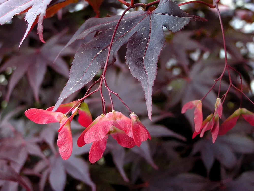 Redleaf Japanese Maple (Acer Palmatum 'Atropurpureum') — while too much shade can diminish leaf color; typically reaches an impressive height of 15 to 25 feet