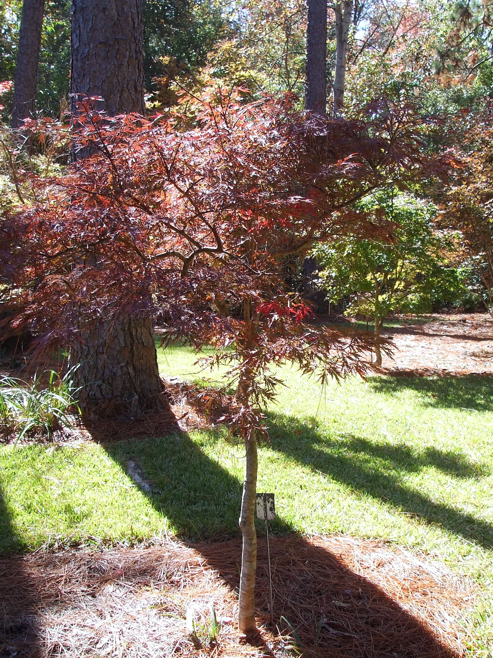 Redleaf Japanese Maple (Acer Palmatum 'Atropurpureum') — Regular pruning is unnecessary; making it an ideal focal point or accent in residential