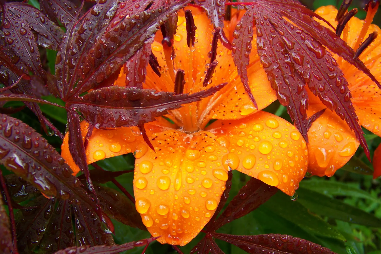 Redleaf Japanese Maple (Acer Palmatum 'Atropurpureum') — As the seasons transition into fall; allowing room for its elegant, image 58