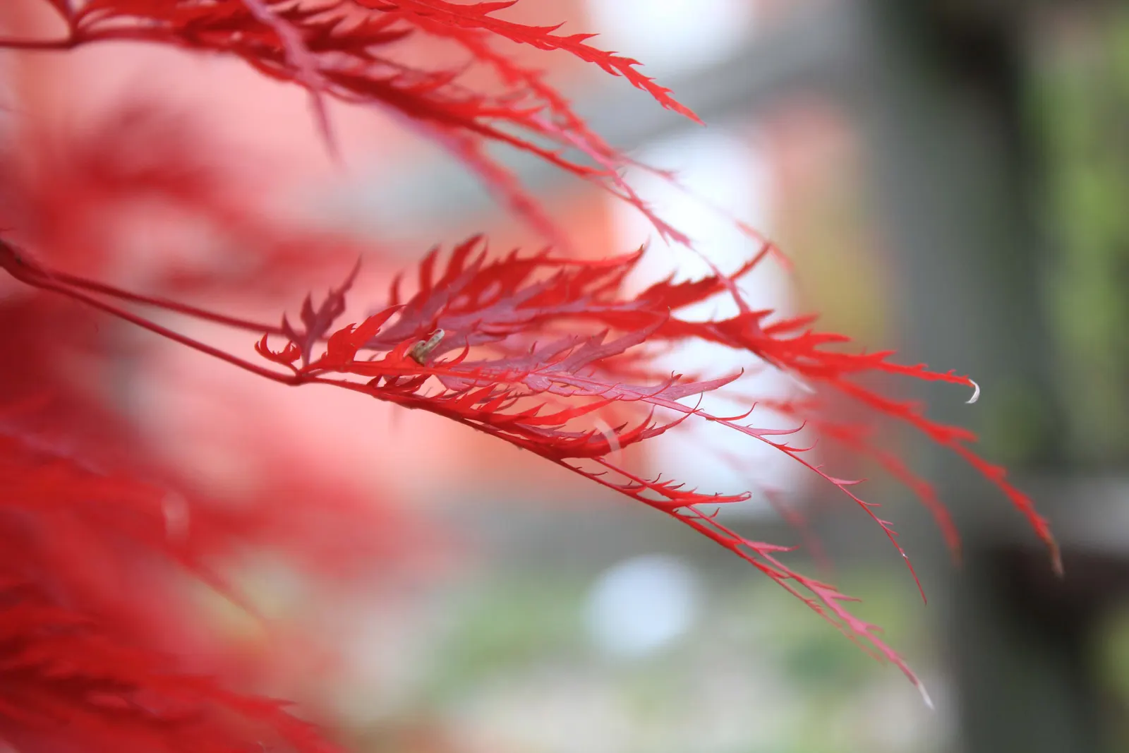 Redleaf Japanese Maple (Acer Palmatum 'Atropurpureum') — provide ample space for its mature size