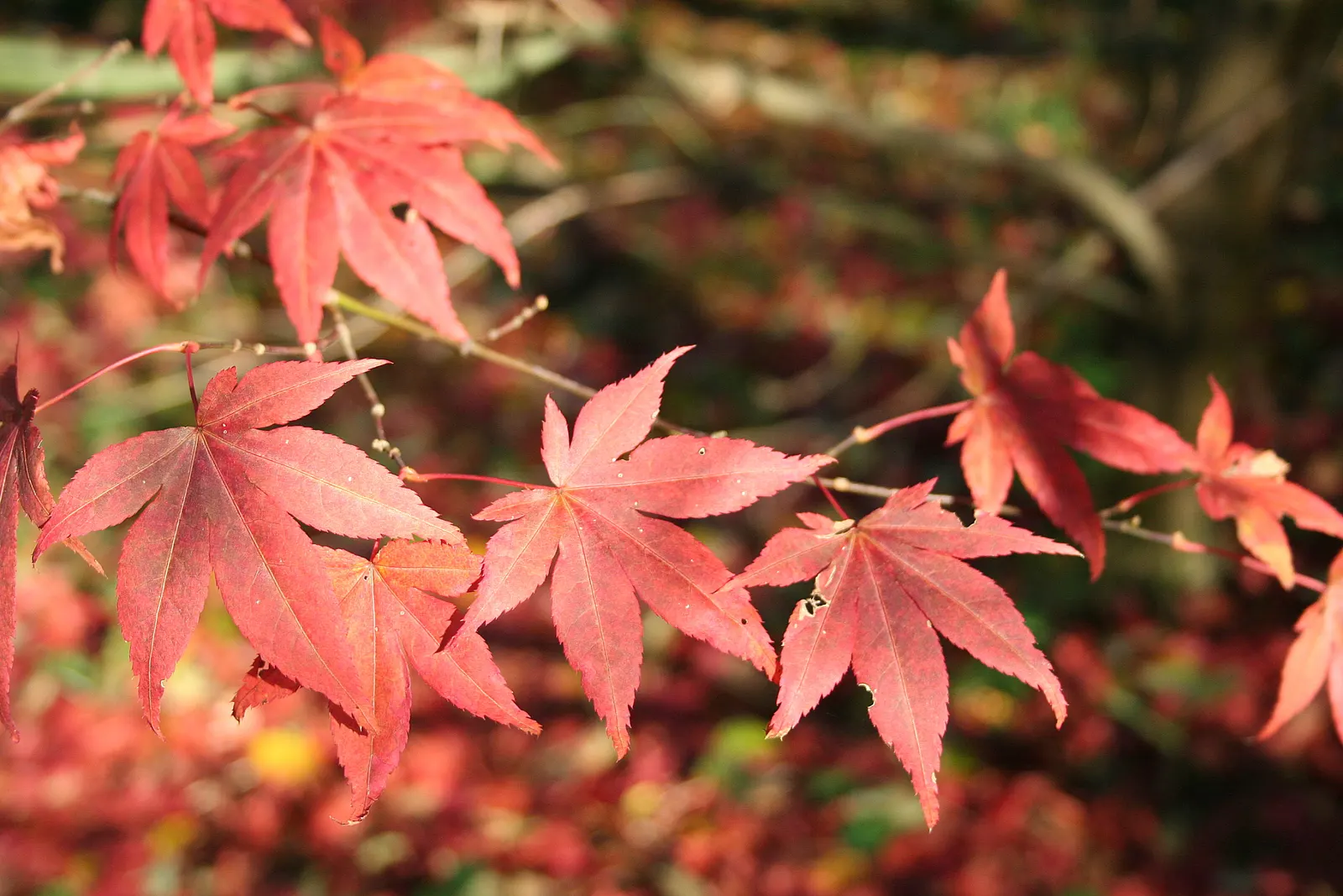 Redleaf Japanese Maple (Acer Palmatum 'Atropurpureum') — the Redleaf Japanese Maple unfurls its purple-red leaves; which delivers a striking visual impact in