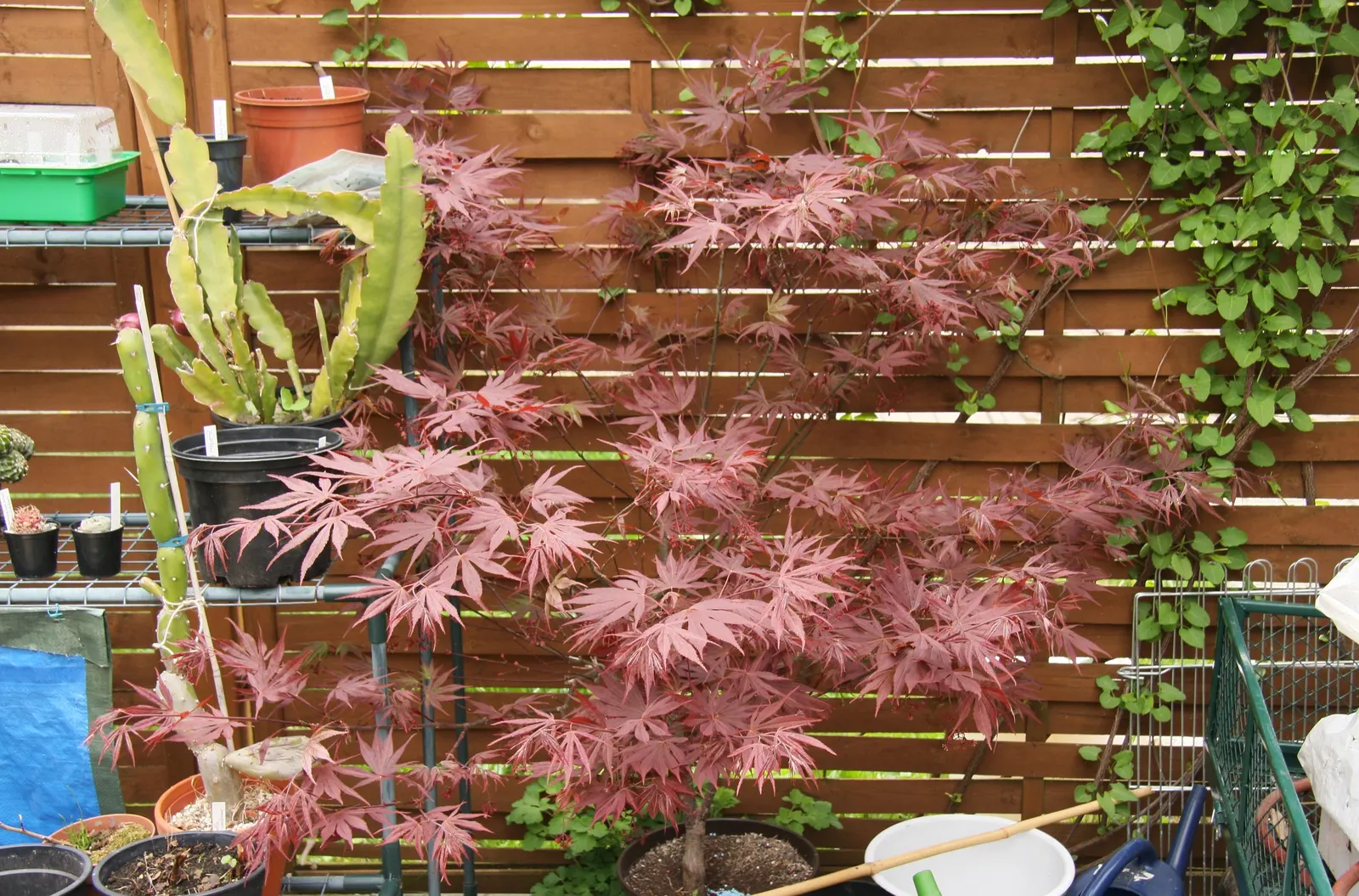 Redleaf Japanese Maple (Acer Palmatum 'Atropurpureum') — This maple variety flourishes in USDA Hardiness Zones 5 through 8 and prefers well-drained; sun