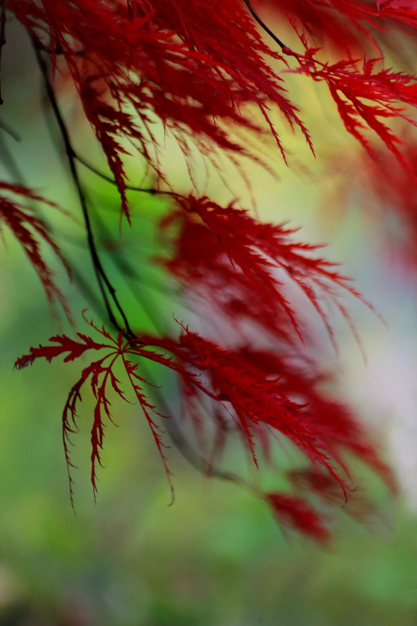 Redleaf Japanese Maple (Acer Palmatum 'Atropurpureum') — prized for its burgundy to purple leaves which add dramatic flair to any garden; the, image 50