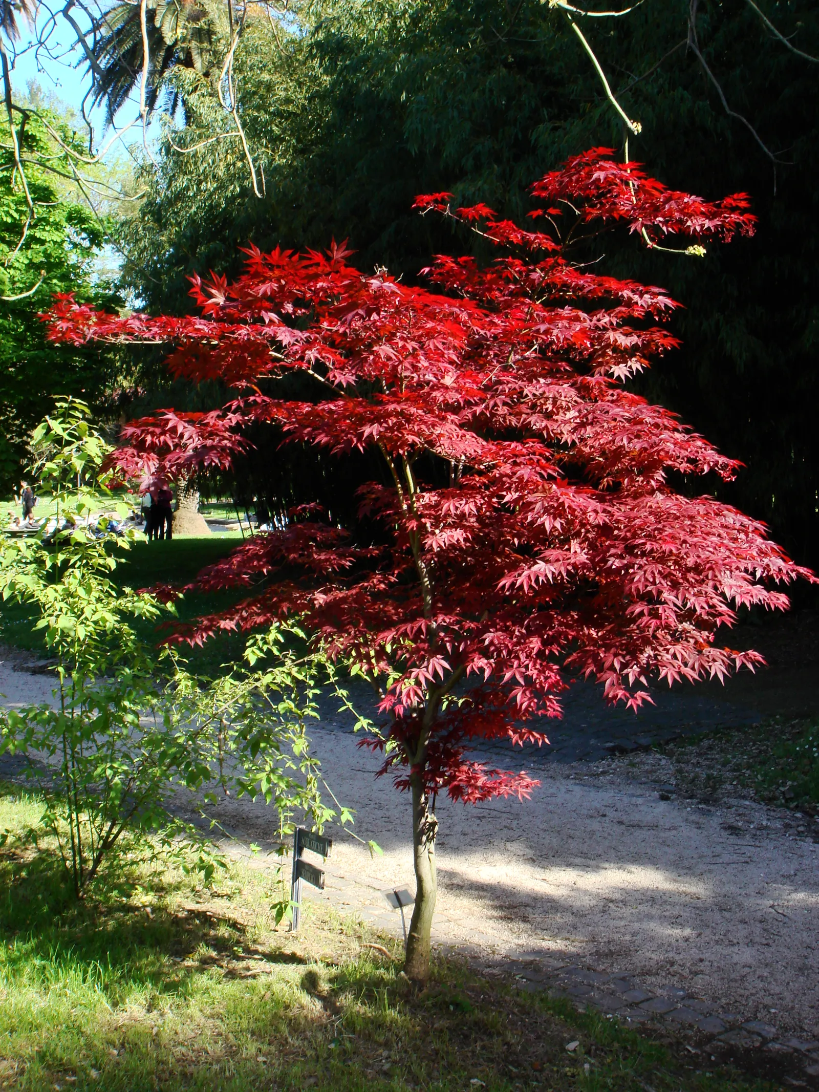 Redleaf Japanese Maple (Acer Palmatum 'Atropurpureum') — provide ample space for its mature size; growing to about 15-25 feet in height and spread, it prefers