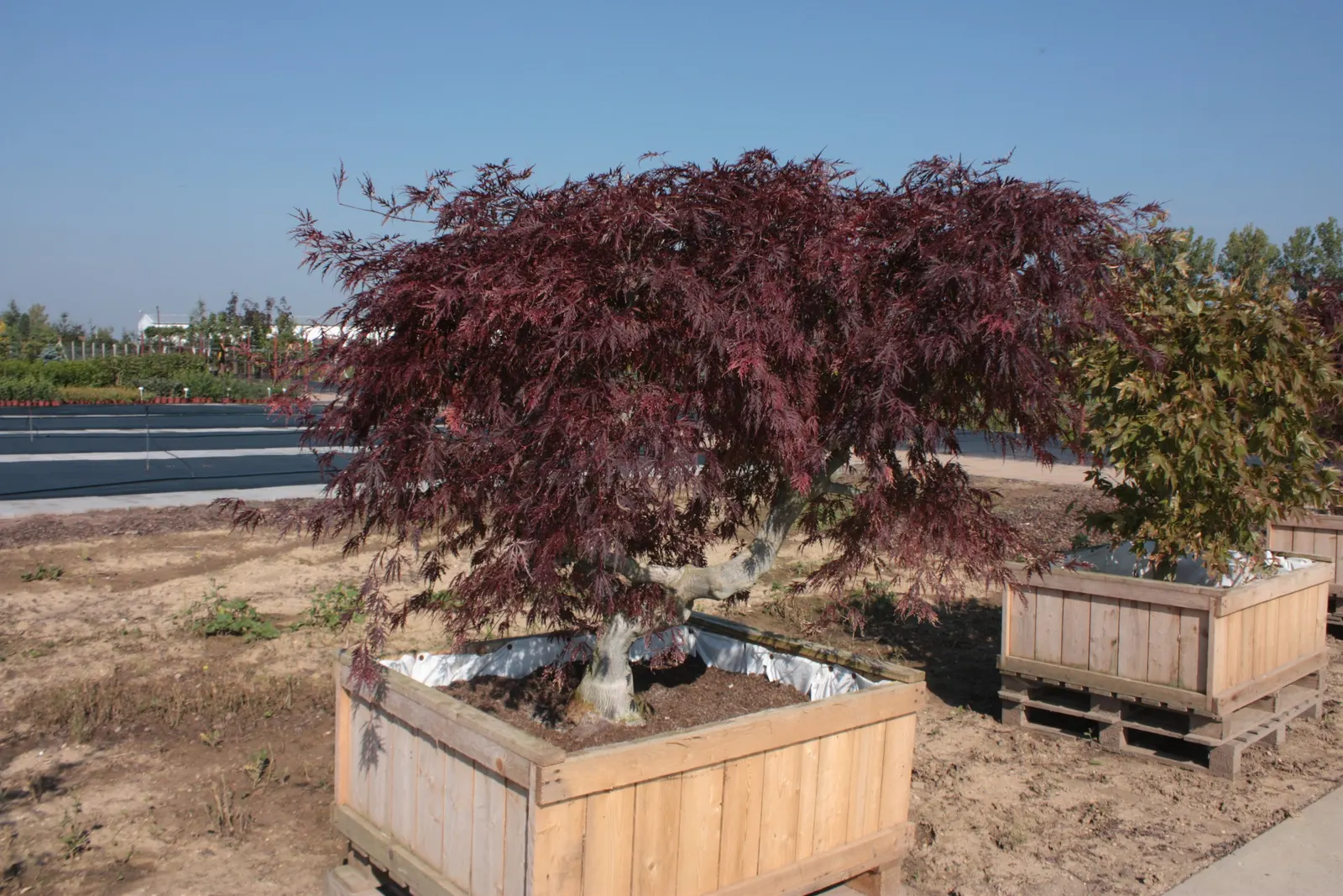 Redleaf Japanese Maple (Acer Palmatum 'Atropurpureum') — Additionally, protection from harsh winds will help maintain its health and structure