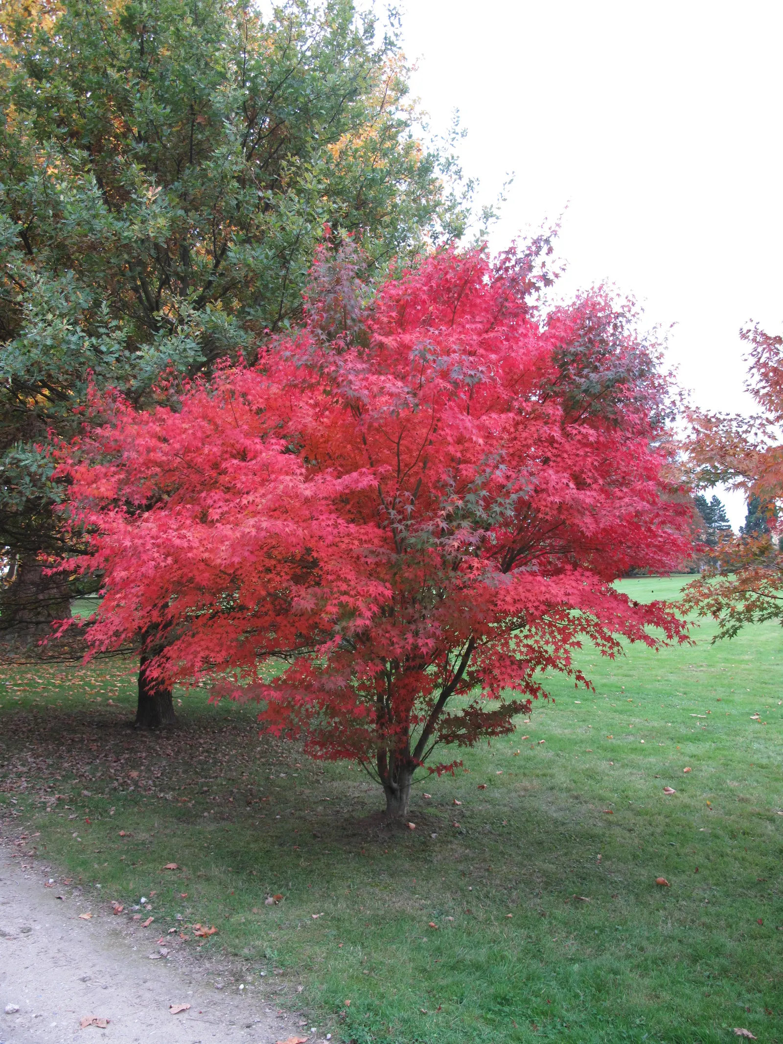 Redleaf Japanese Maple (Acer Palmatum 'Atropurpureum') — with consistent moisture.<br><br>When considering the Redleaf Japanese Maple for your landscape design
