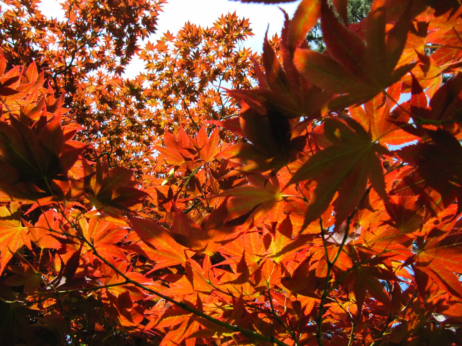 Redleaf Japanese Maple (Acer Palmatum 'Atropurpureum') — Regular pruning is unnecessary