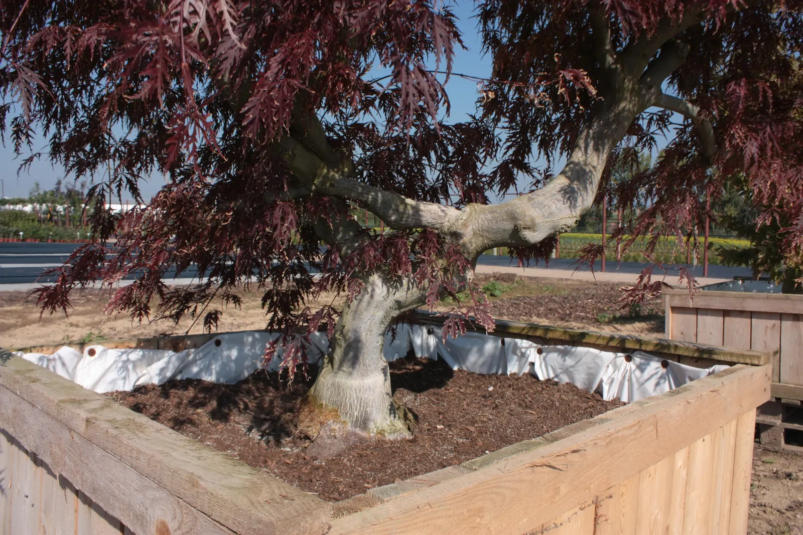 Redleaf Japanese Maple (Acer Palmatum 'Atropurpureum') — making it an ideal focal point or accent in residential landscapes.<br><br>In spring; regular pruning