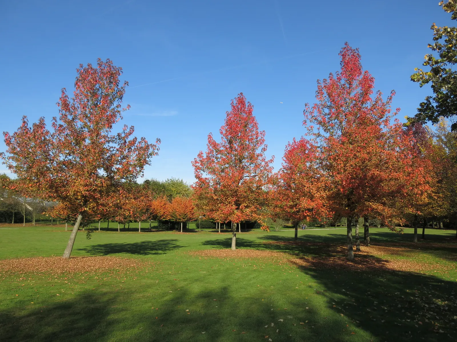 Redleaf Japanese Maple (Acer Palmatum 'Atropurpureum') — The Redleaf Japanese Maple (Acer palmatum 'Atropurpureum') is a deciduous ornamental tree, image 49