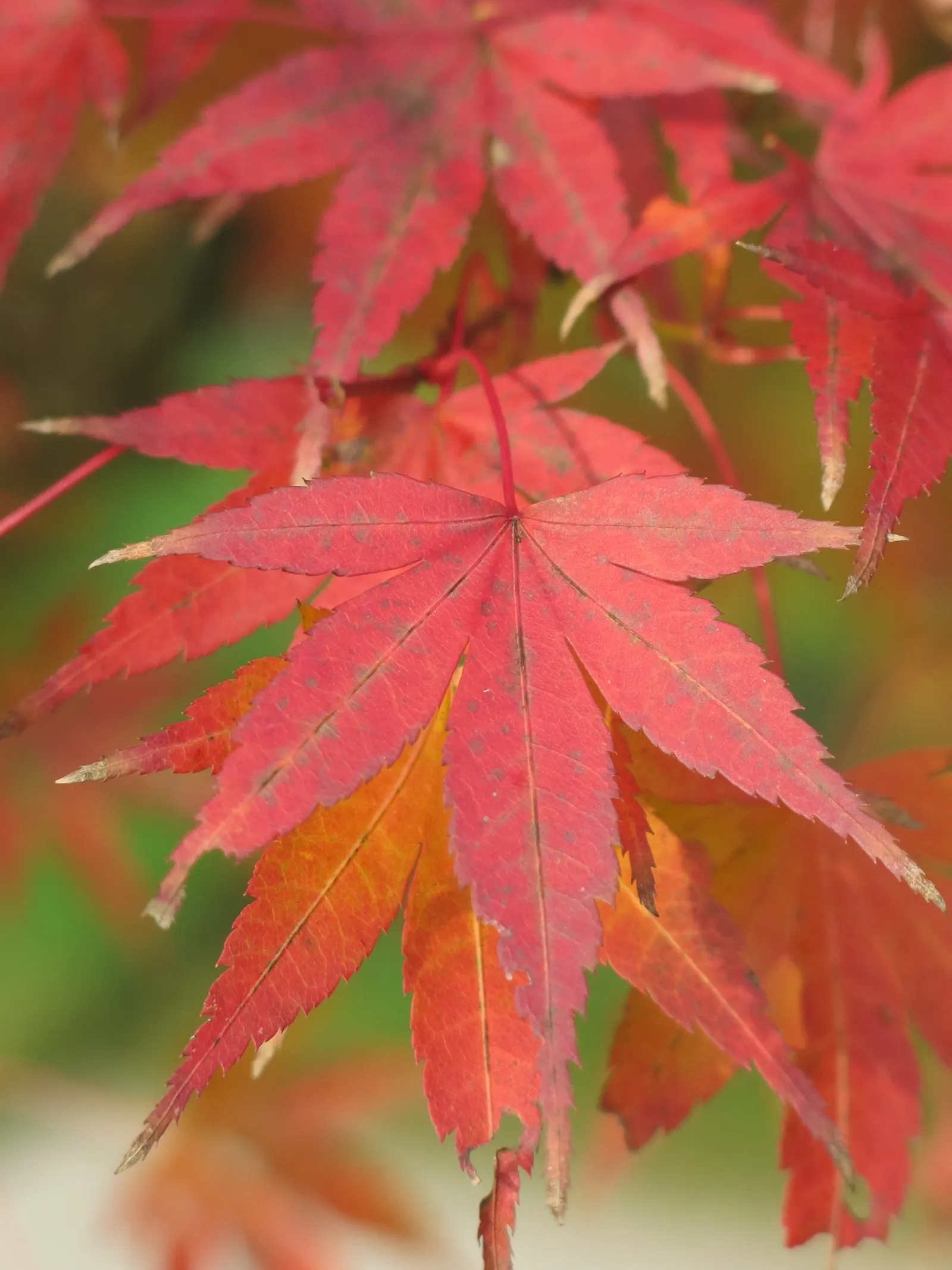 Redleaf Japanese Maple (Acer Palmatum 'Atropurpureum') — horizontally spreading branches