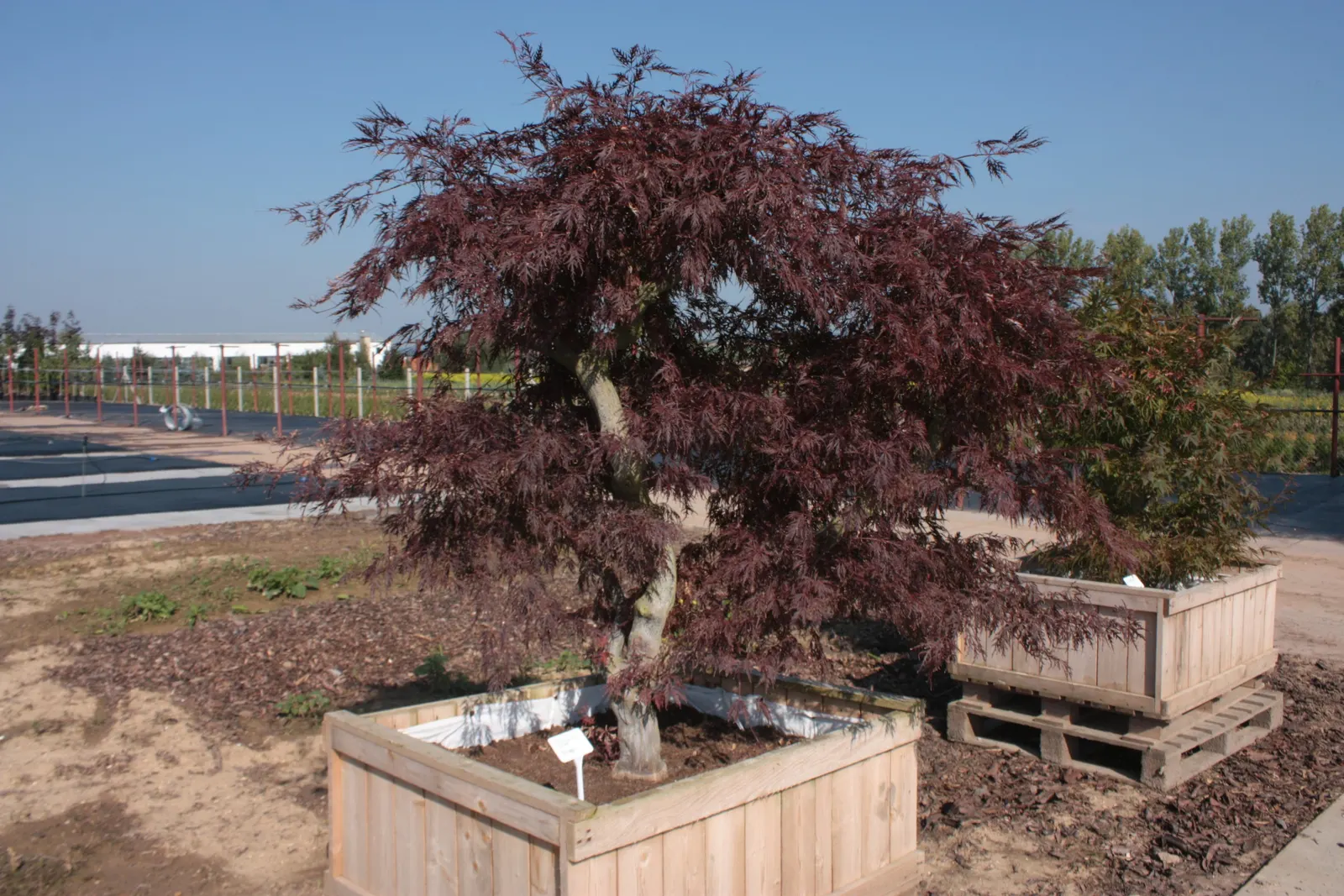 Redleaf Japanese Maple (Acer Palmatum 'Atropurpureum') — as this maple's natural form is often most attractive