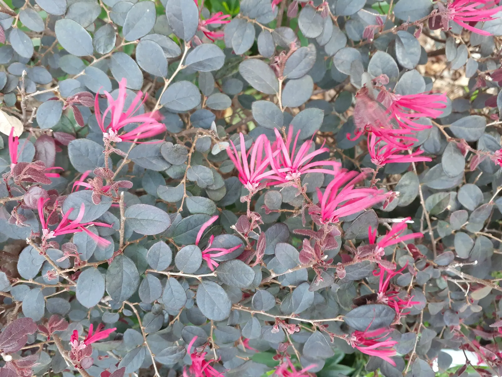Plum Delight Fringe Flower (Loropetalum Chinense 'Pink') — plum-colored foliage and vibrant pink strap-like blooms in spring