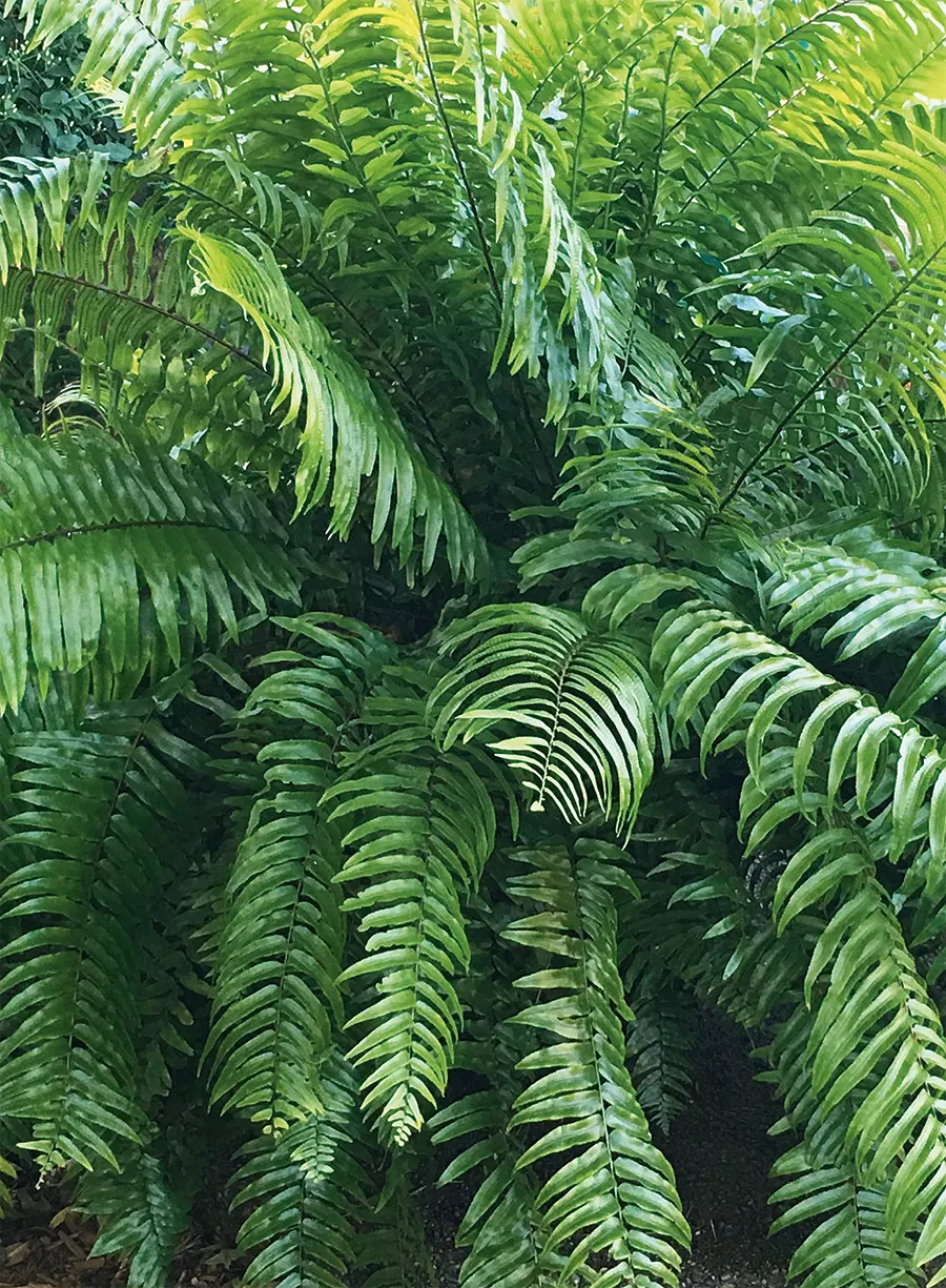 Macho Fern (Nephrolepis biserrata) — The Nephrolepis biserrata ‘Macho Fern’ is a bold foliage annual with glossy