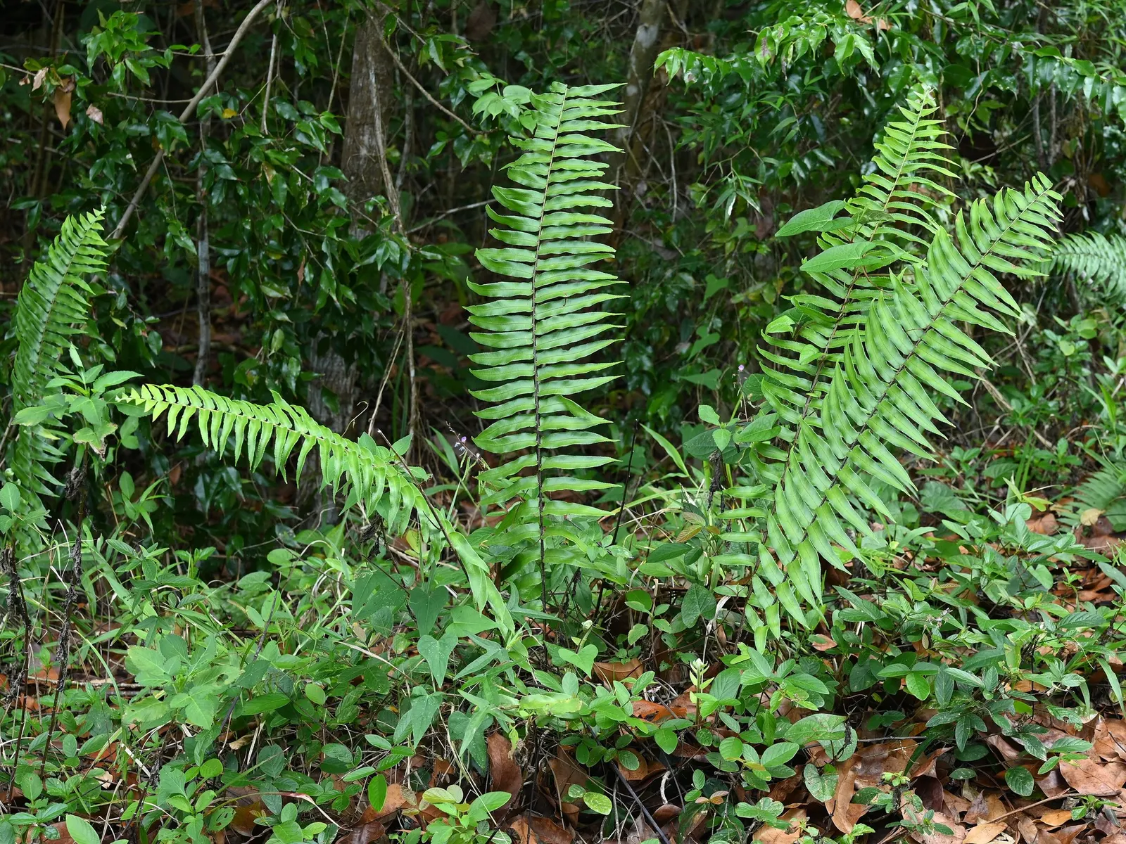 Macho Fern (Nephrolepis biserrata) — this selection feels broader