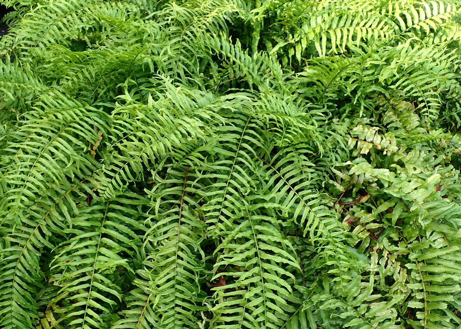 Macho Fern (Nephrolepis biserrata) — commonly referred to as Macho Fern Fern