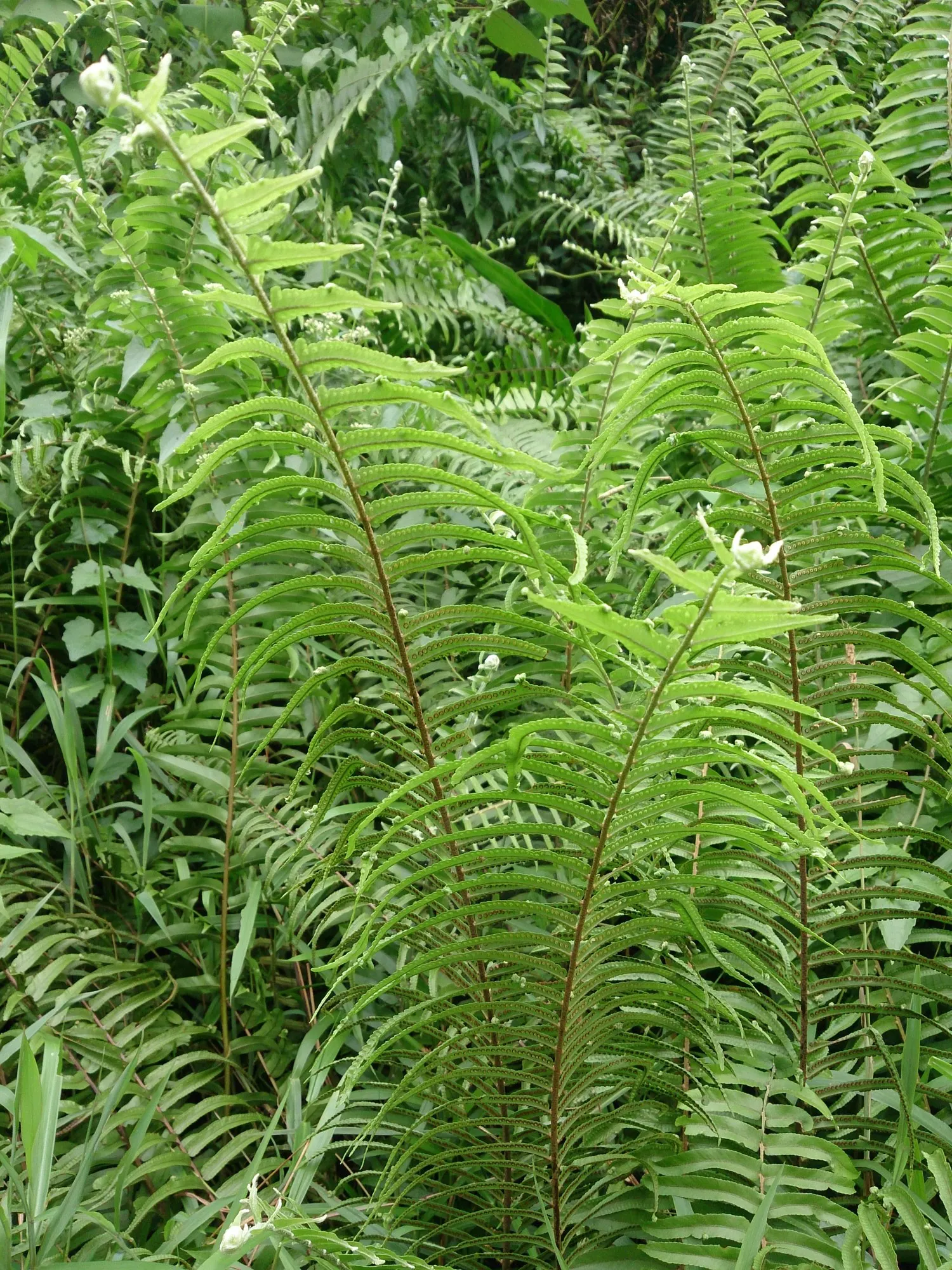Macho Fern (Nephrolepis biserrata) — glossy fronds that can sweep outward with almost tropical drama