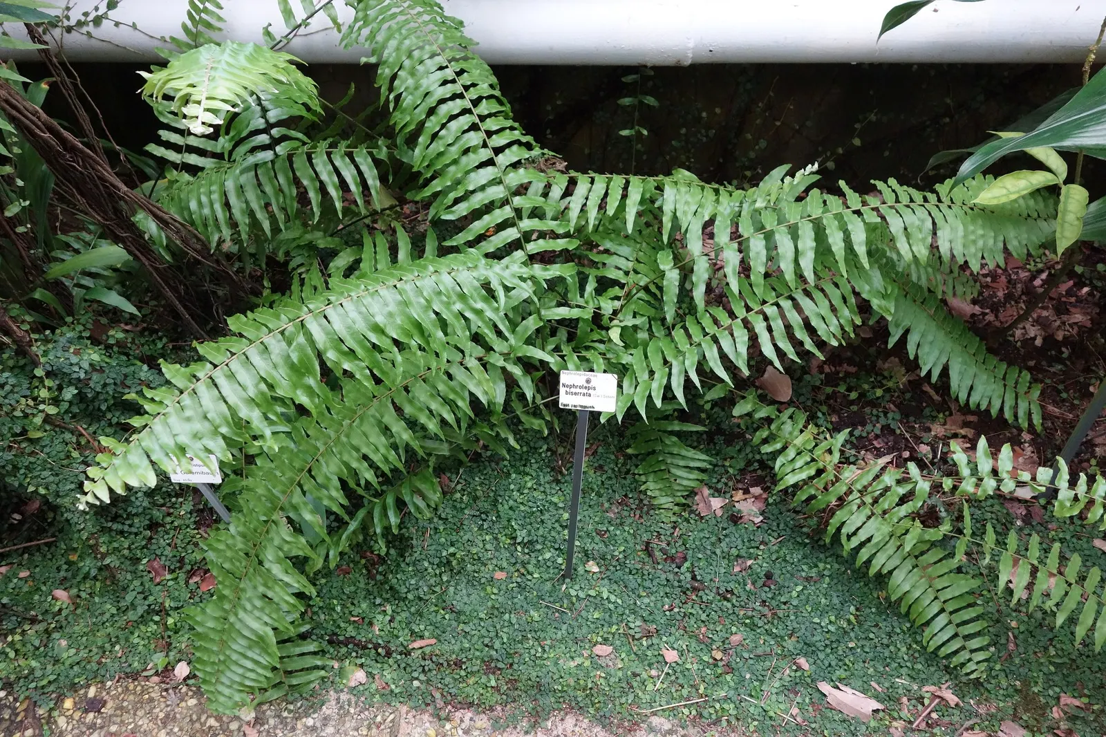 Macho Fern (Nephrolepis biserrata) — and a cool woodland texture to porches